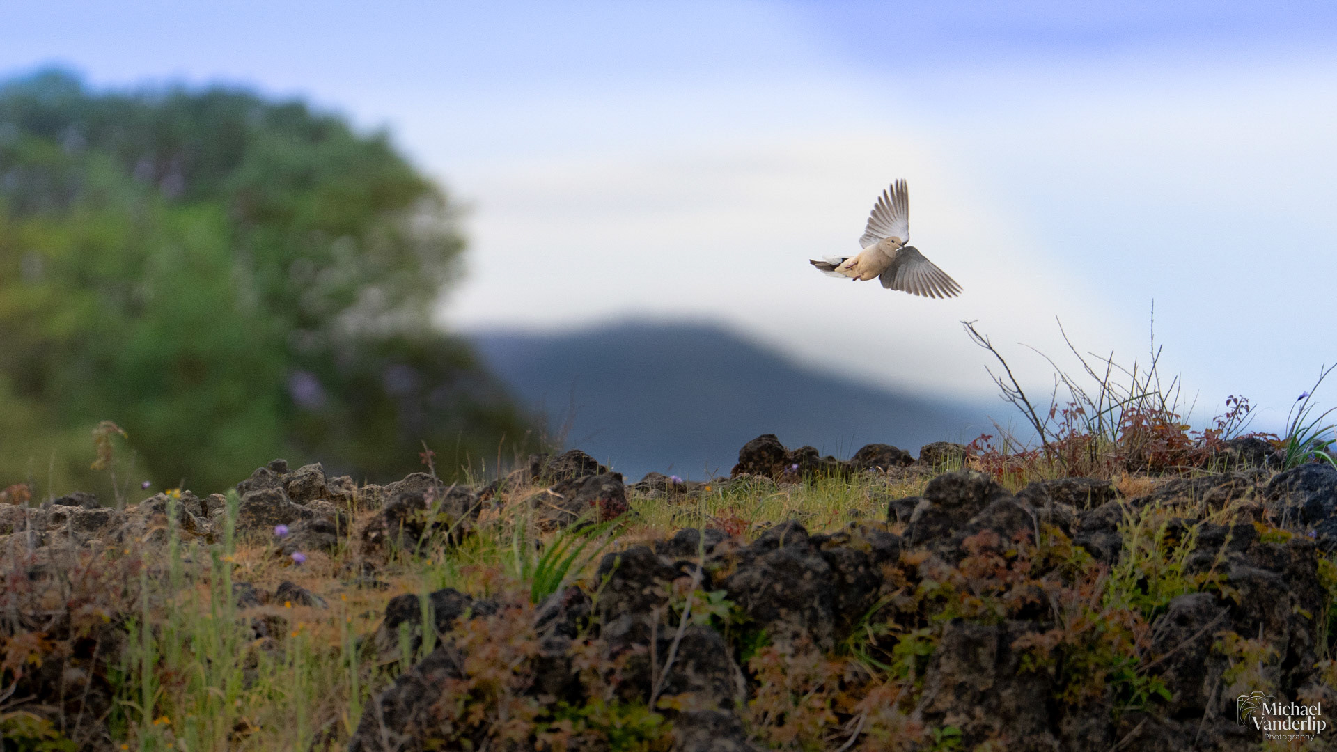 Mourning Dove on Uppder Table Rock, Central Point, Oregon.