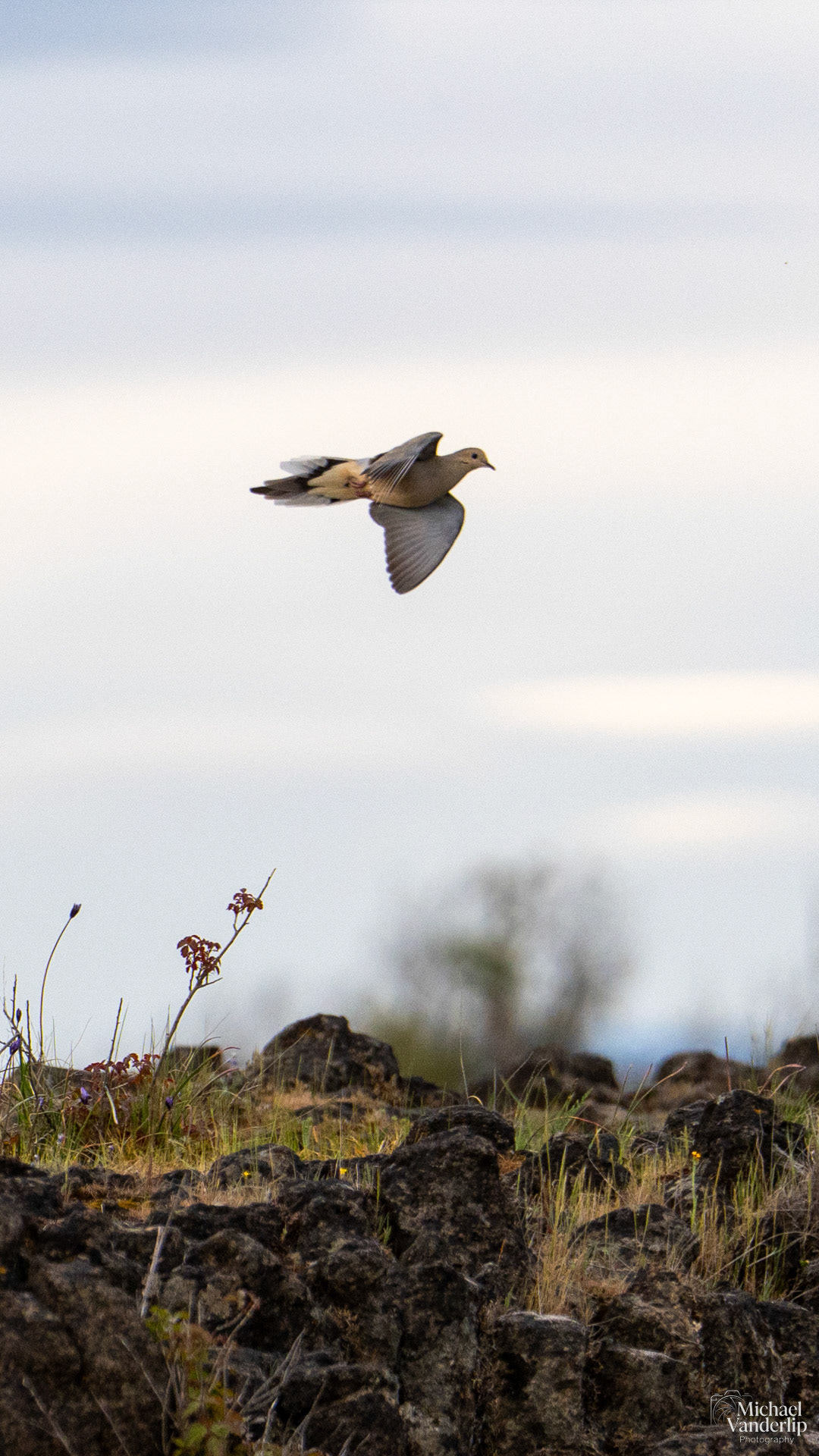 Mourning Dove on Uppder Table Rock, Central Point, Oregon.
