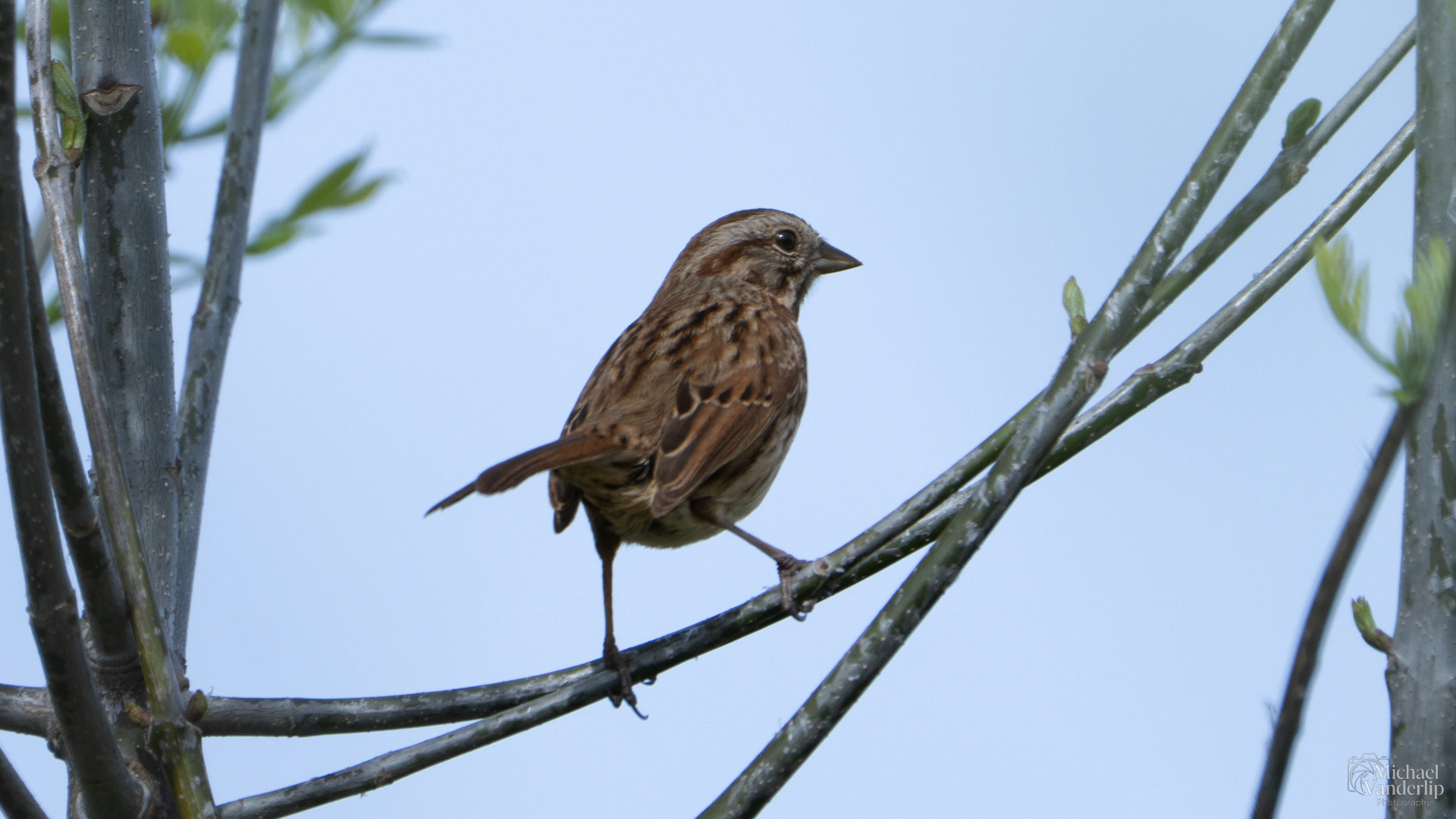 Song Sparrow along the Bear Creek Greenway near Talent, Oregon.