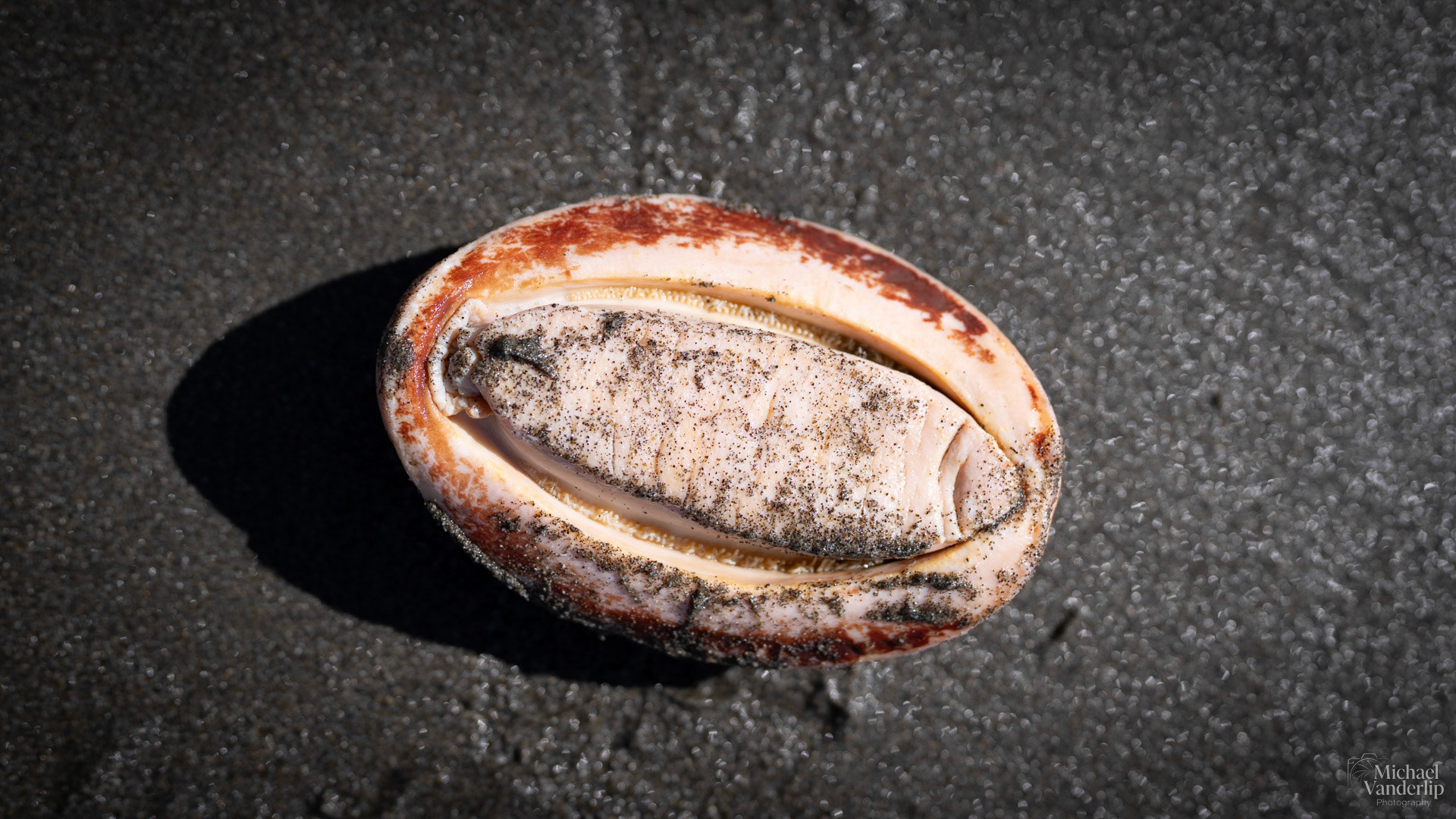 Gumboot Chiton on Harris Beach, Brookings, Oregon.