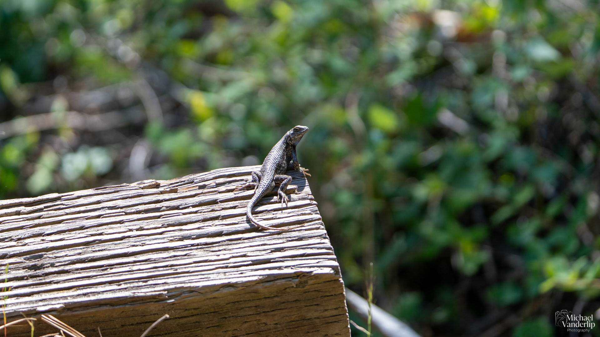 Western Fence Lizard along the White Rabbit Trail near Ashland, Oregon.