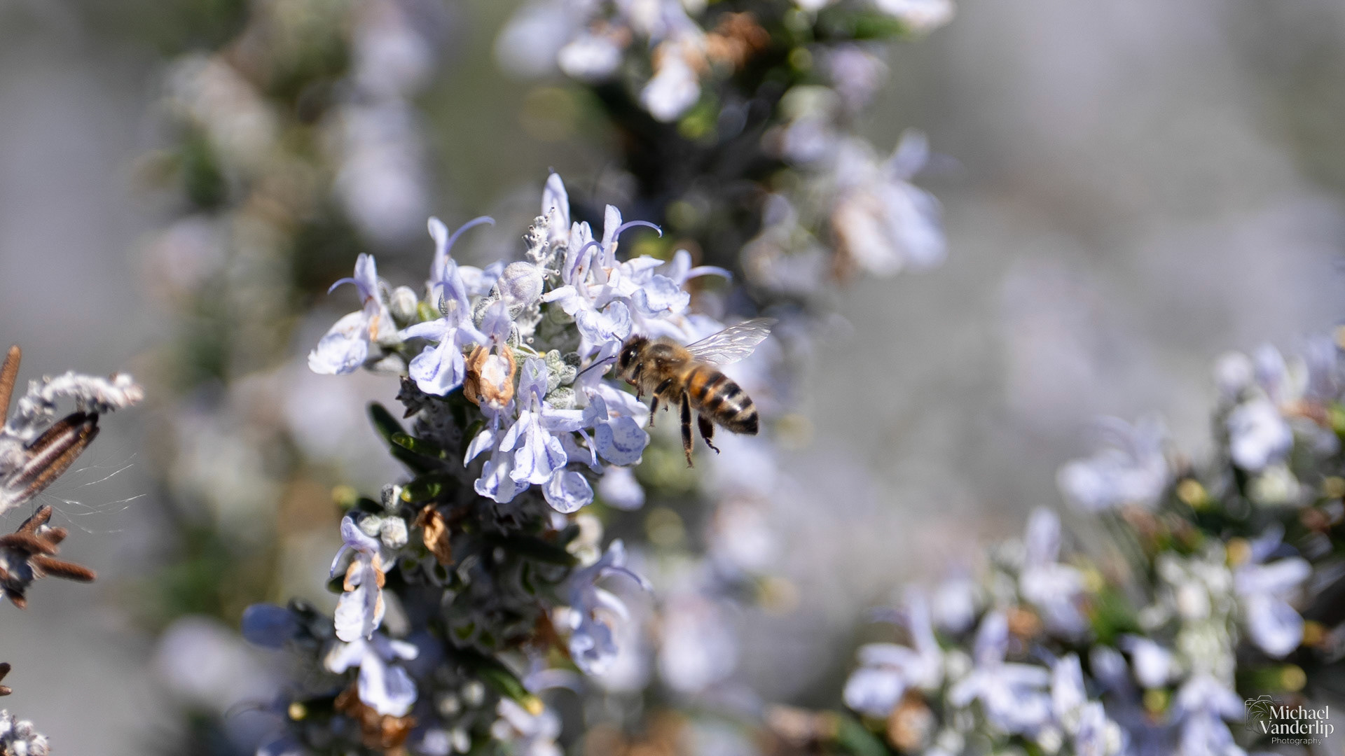 Honey Bee on a Rosemary plant, Talent, Oregon.
