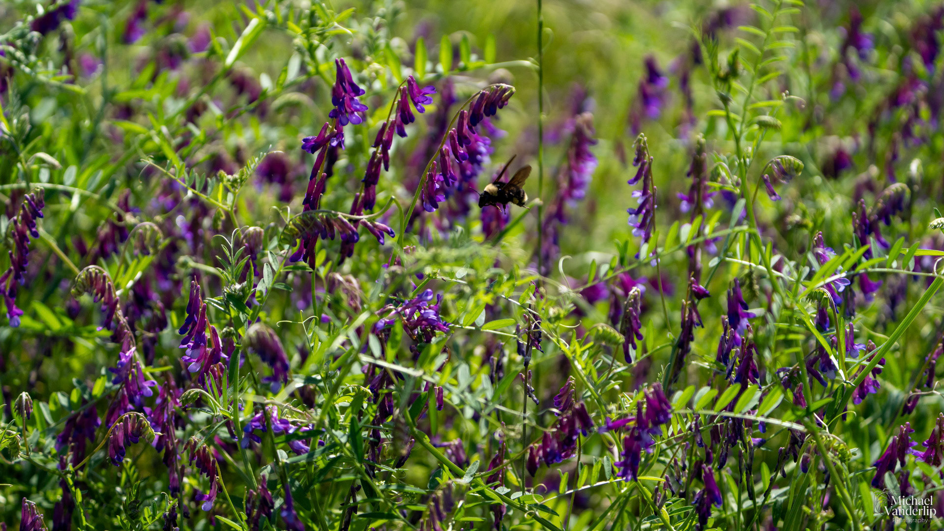 Vetch Flowers on Lower Table Rock, Central Point, Oregon.