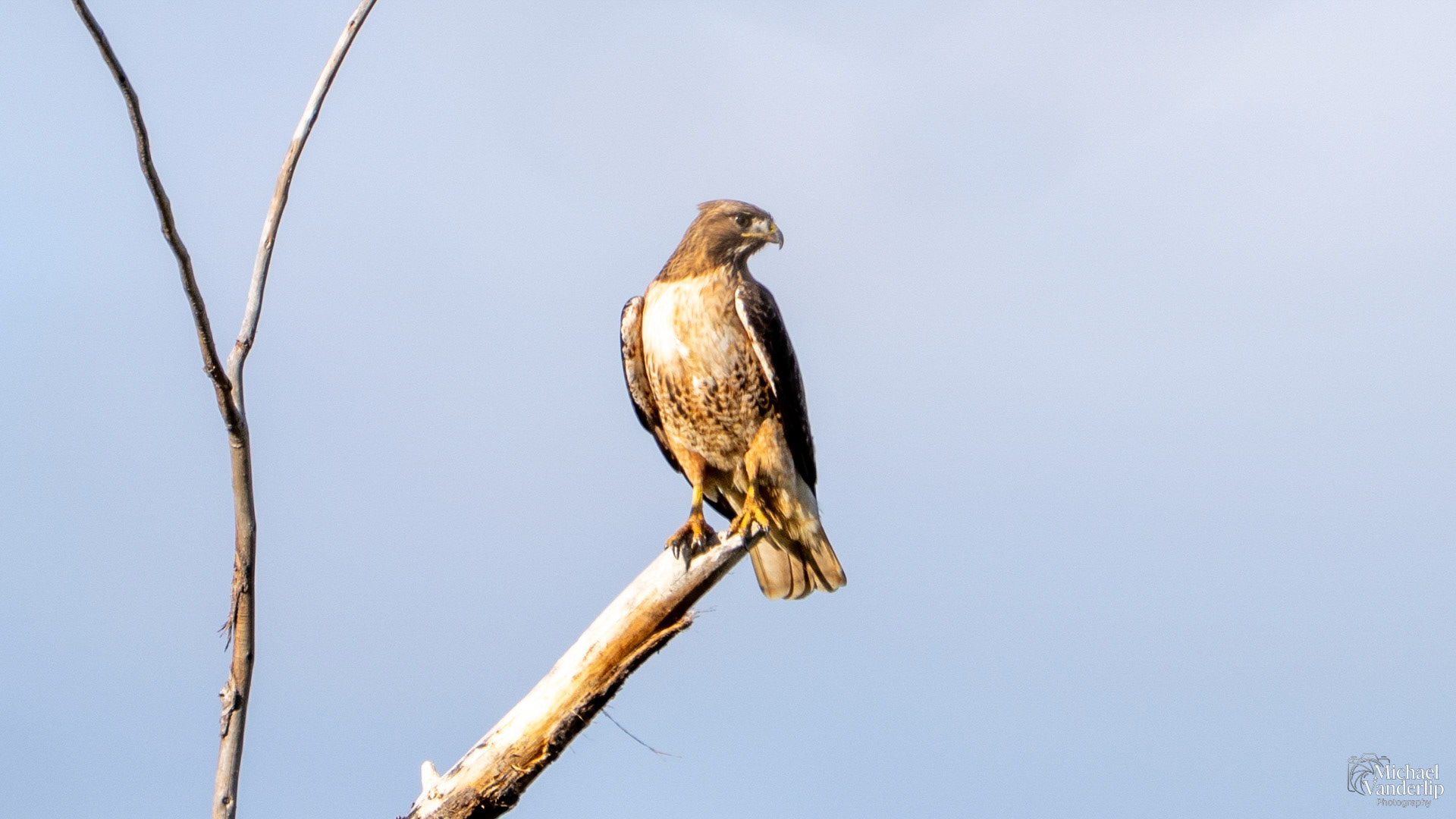 Red-Tailed Hawk along the Bear Creek Greenway near Talent, Oregon.