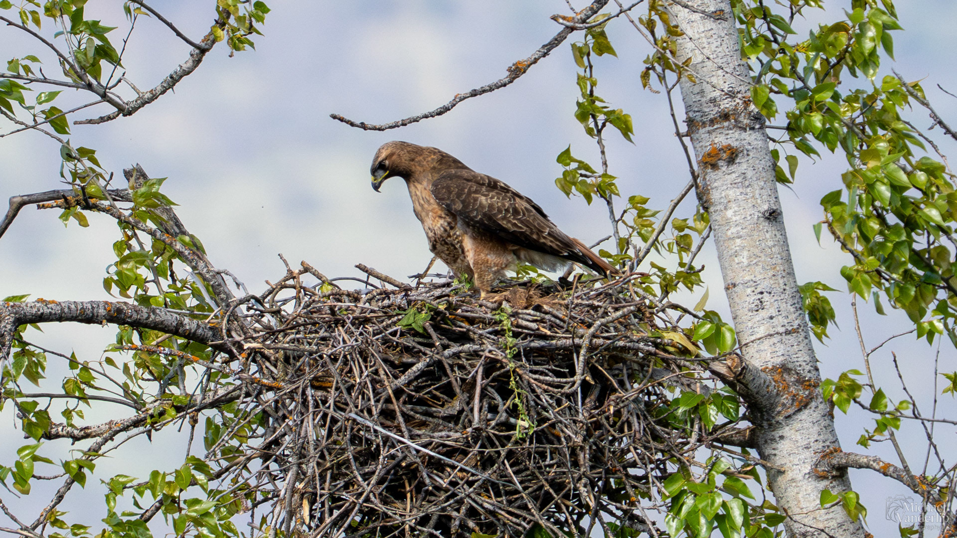 Red Tailed Hawk along the Bear Creek Greenway near Talent, Oregon.