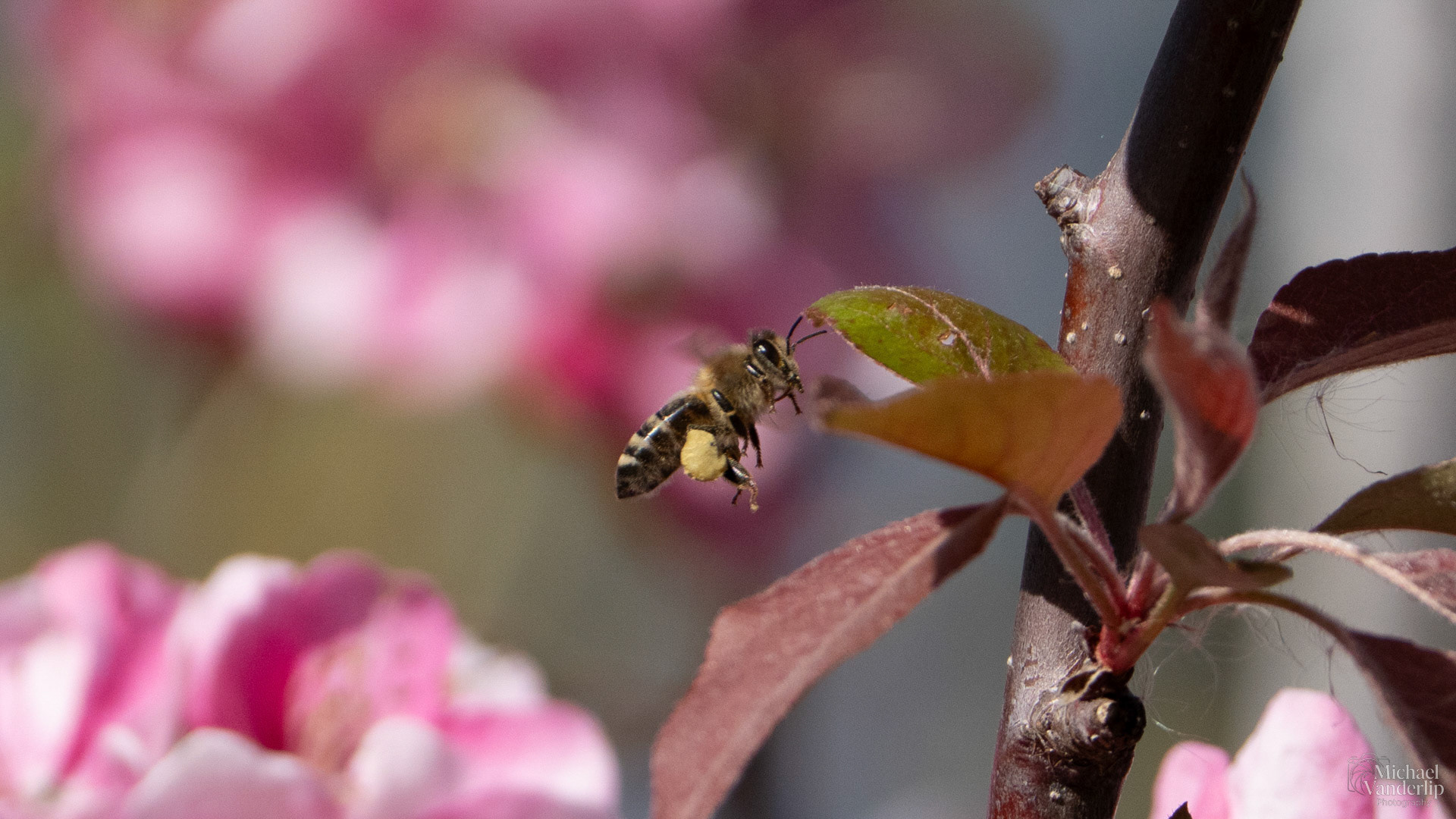 Honey Bee and Crabapple Blossoms along the Bear Creek Greenway near Talent, Oregon.