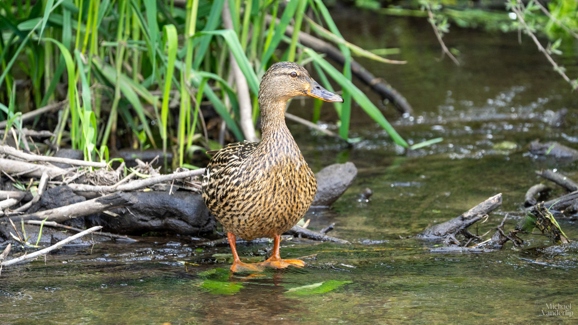 Mallard Duck along the Bear Creek Greenway near Talent, Oregon.