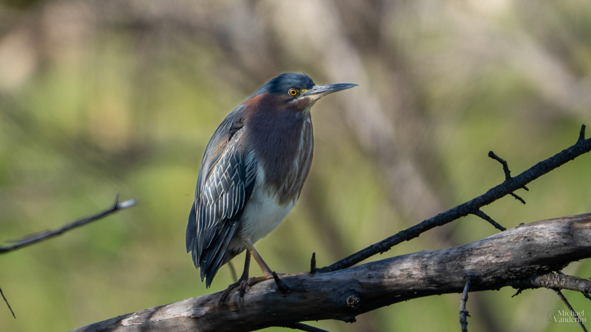 Green Heron along the Bear Creek Greenway near Talent, Oregon.