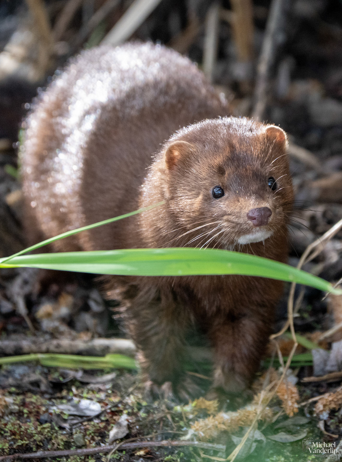 American Mink along the Bear Creek Greenway near Talent, Oregon.