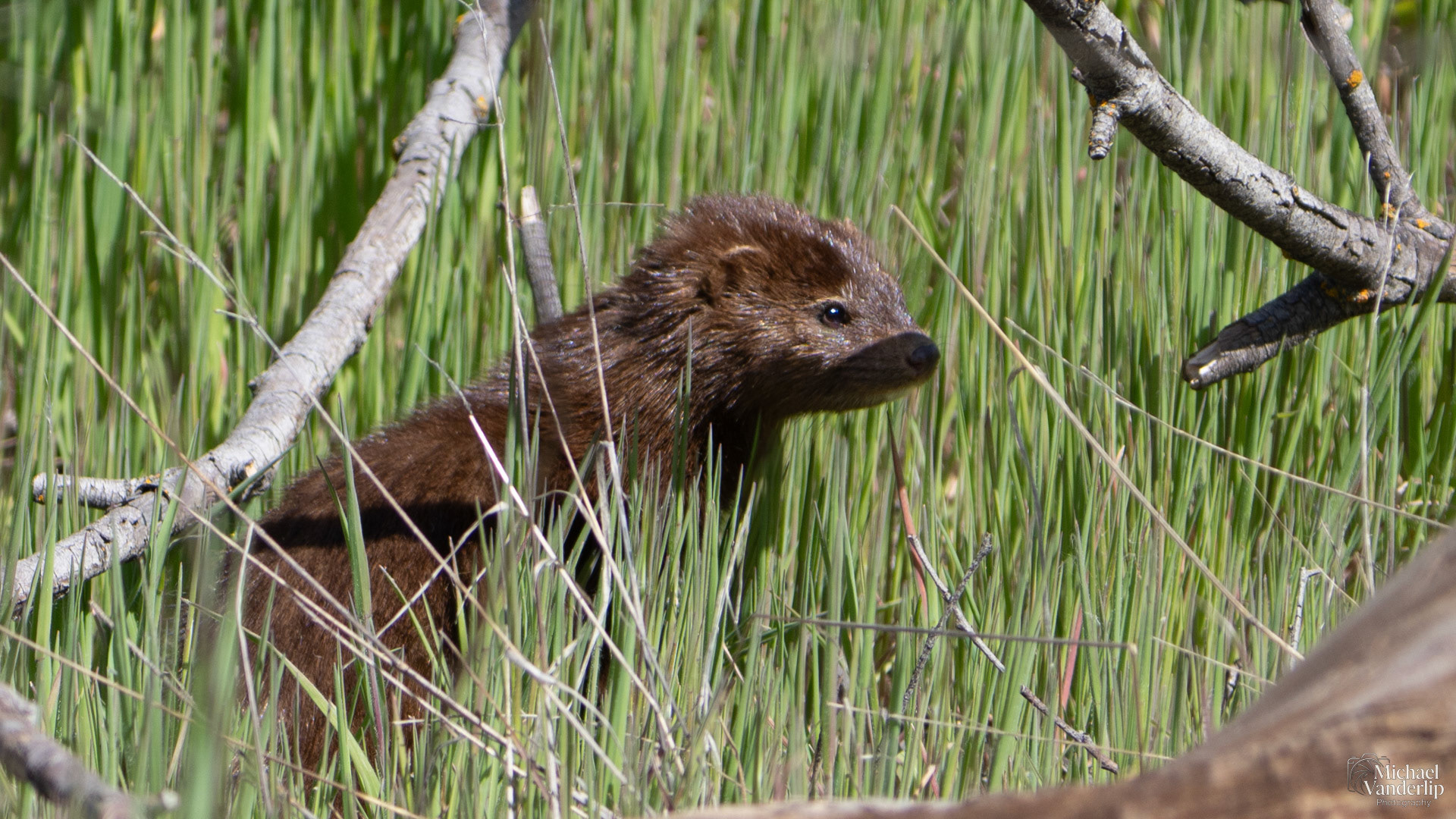 American Mink along the Bear Creek Greenway near Talent, Oregon.