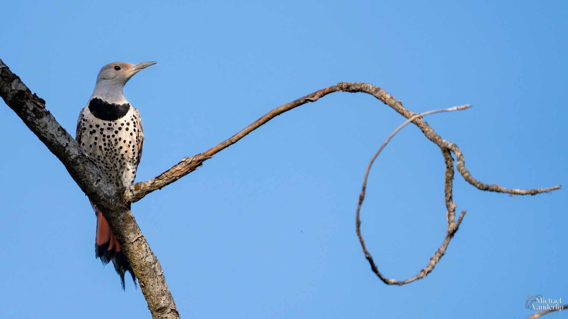 Northern Flicker along the Bear Creek Greenway near Talent, Oregon.