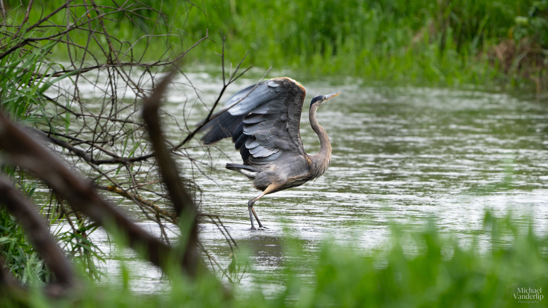 Great Blue Heron in Bear Creek along the Bear Creek Greenway near Talent, Oregon.