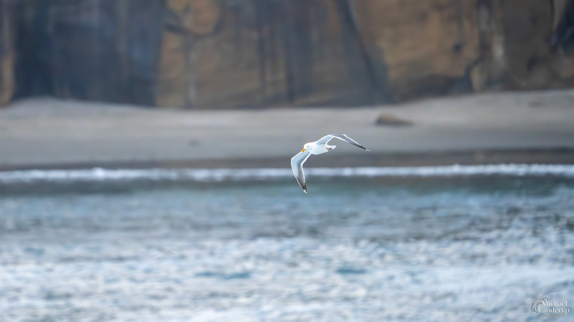 Seagull on the coast near Depoe Bay, Oregon.