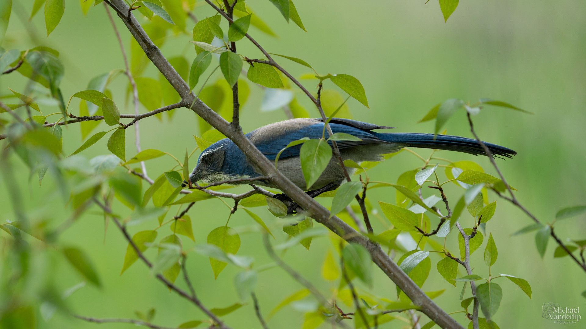 California Scrub Jay along the Bear Creek Greenway near Talent, Oregon.
