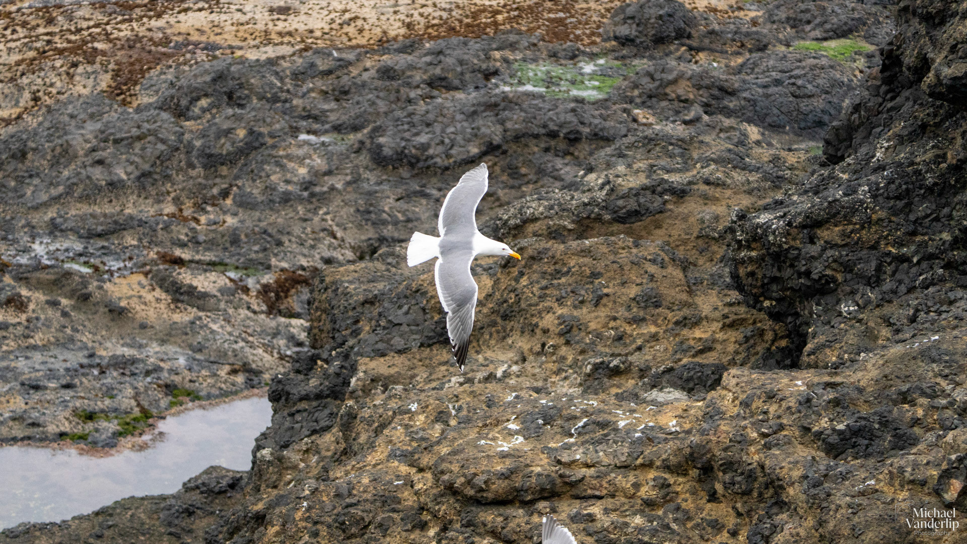 Seagull on the coast, Depoe Bay, Oregon.
