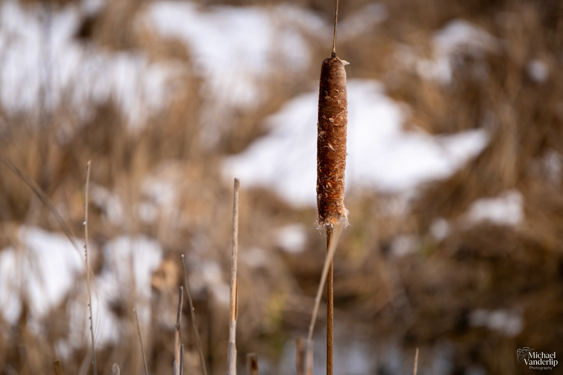 Cattail along the Bear Creek Greenway near Talent, Oregon.