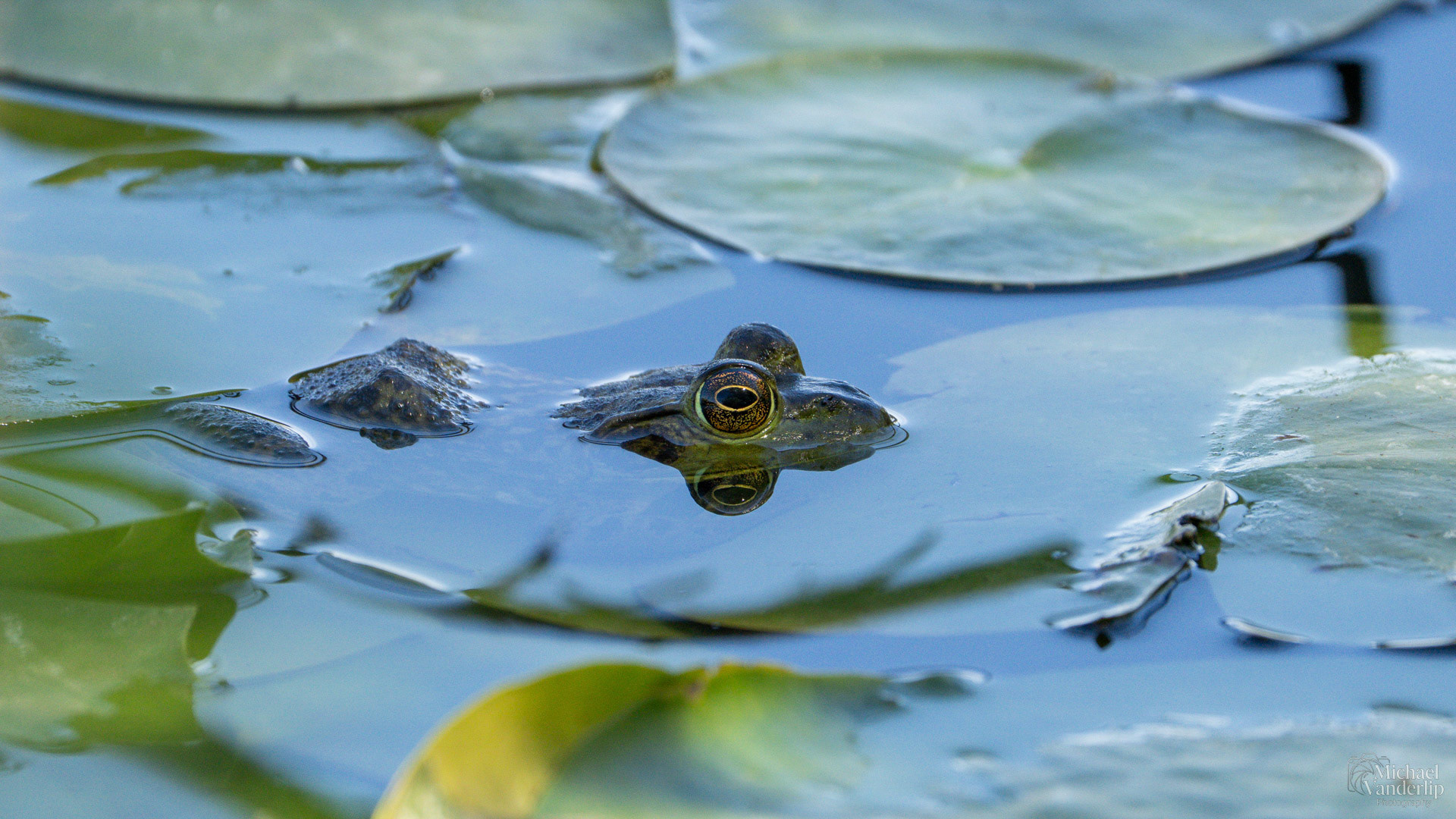 American Bullfrog along the Bear Creek Greenway near Talent, Oregon.
