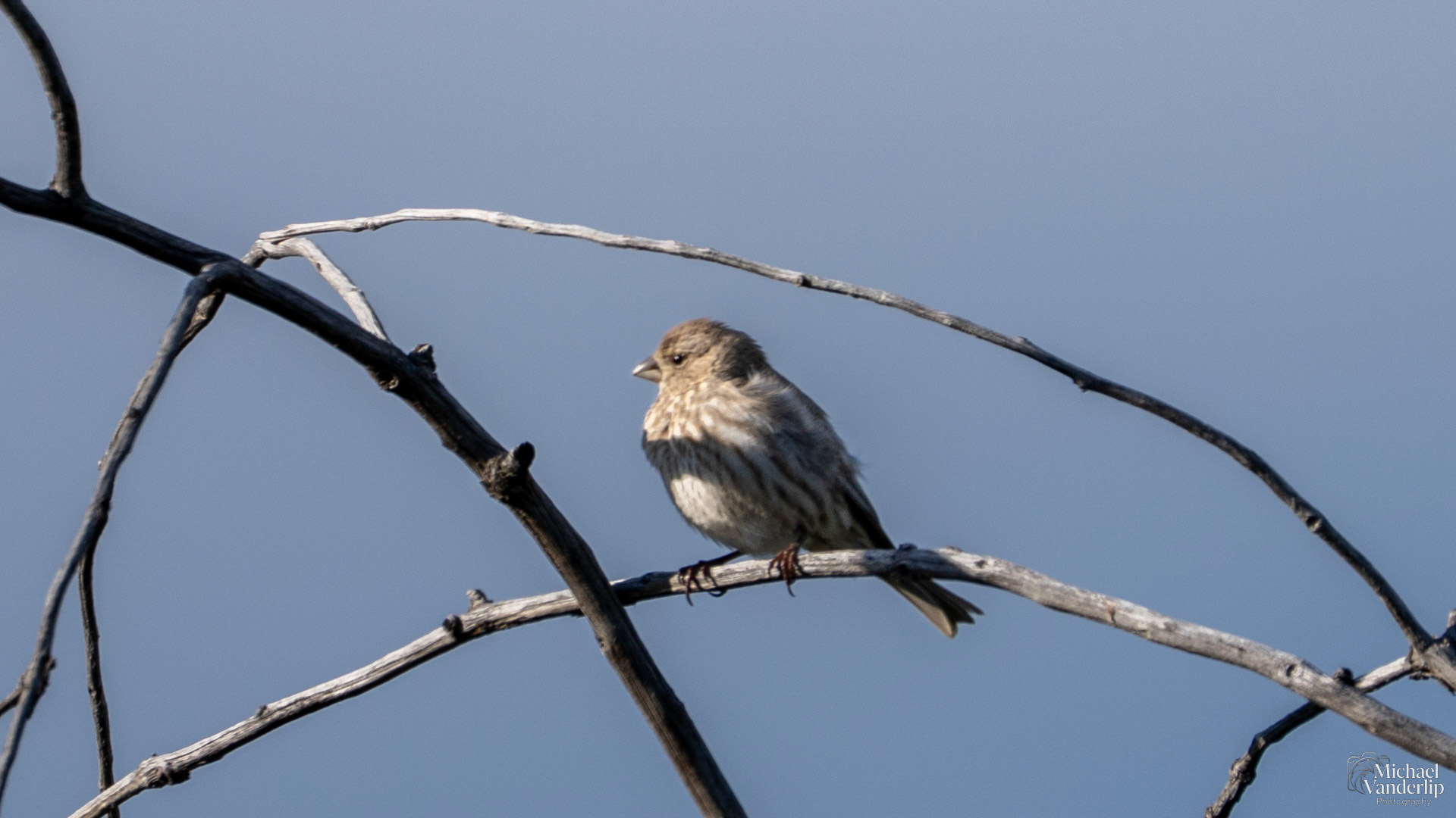 House Finch along the Bear Creek Greenway near Talent, Oregon.