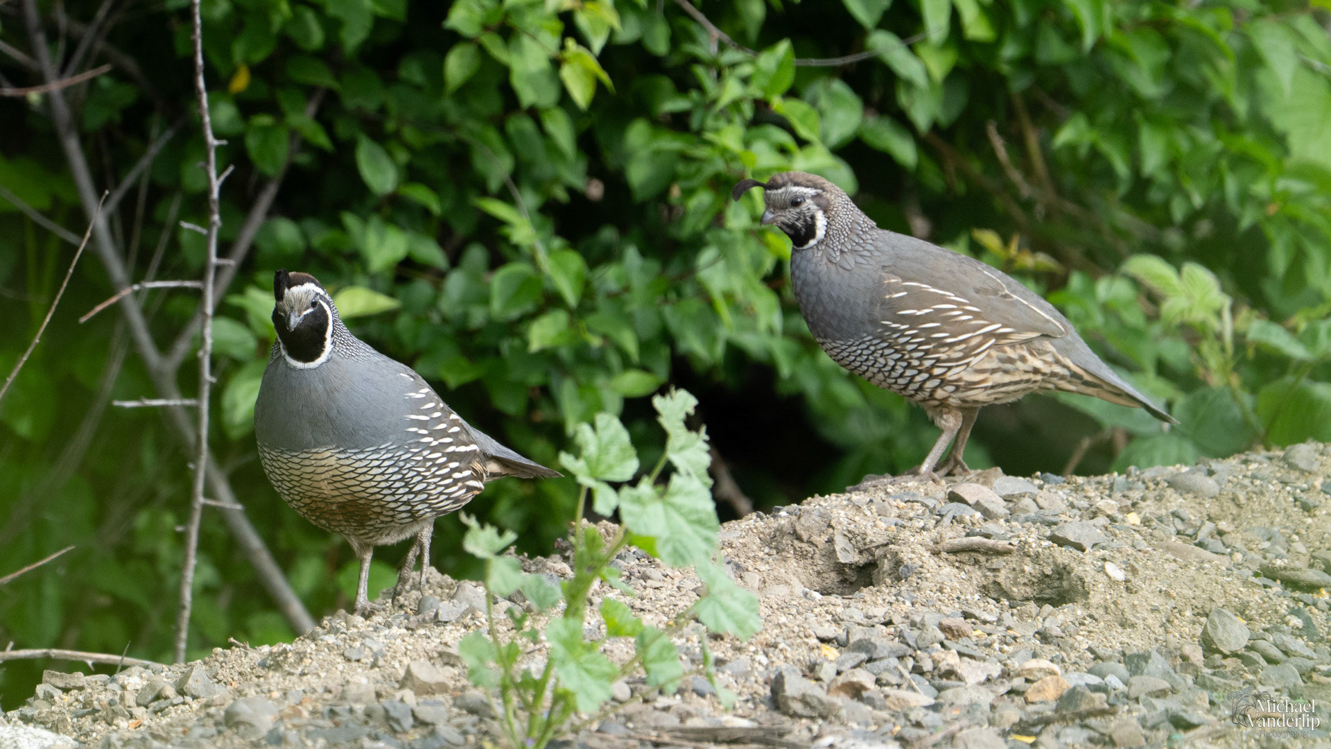 California Quail along the Bear Creek Greenway near Talent, Oregon.