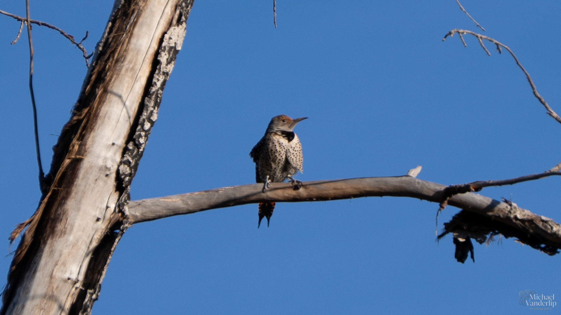 Northern Flicker along the Bear Creek Greenway near Talent, Oregon.
