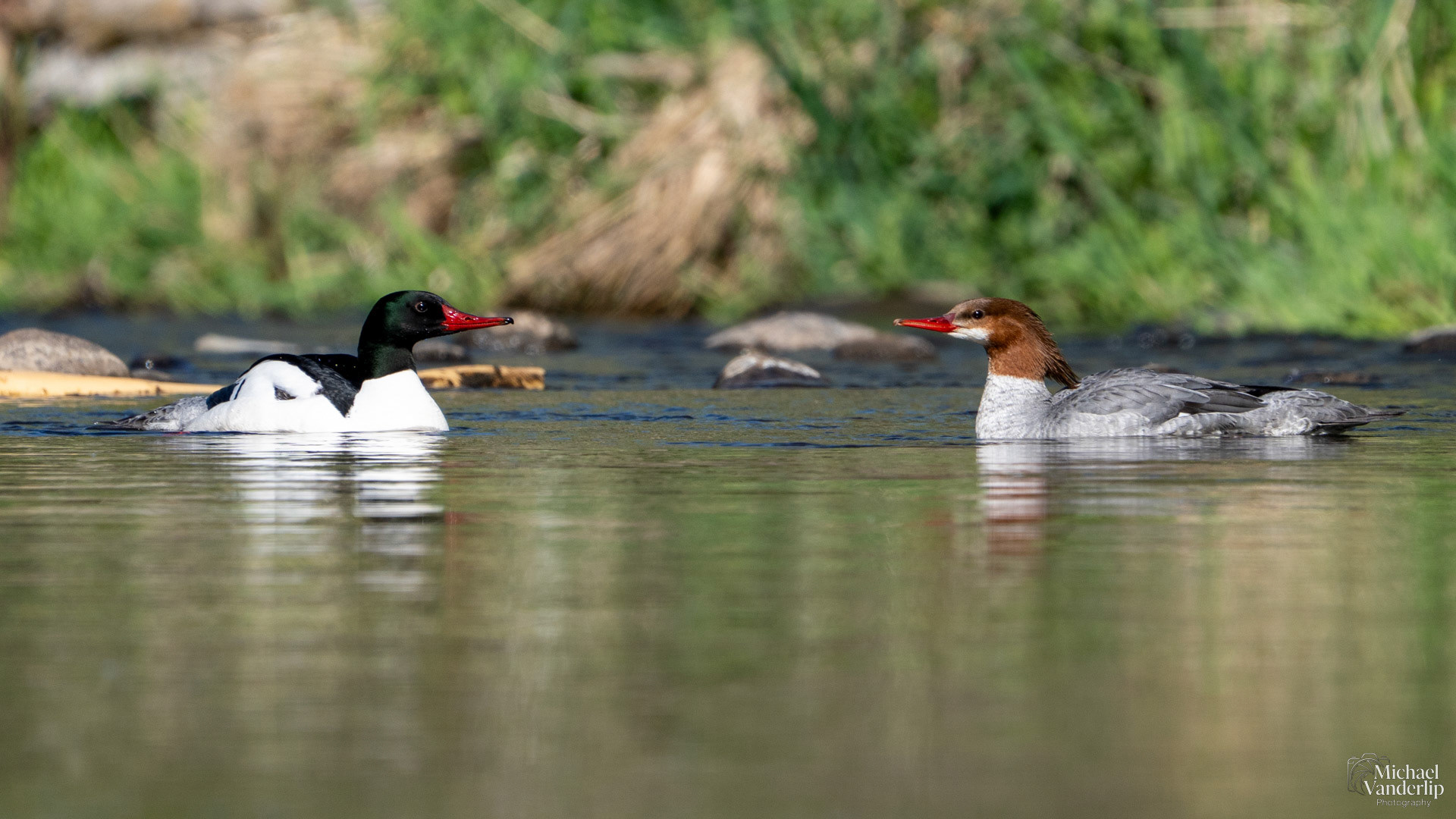 Common Mergansers in Bear Creek along the Bear Creek Greenway near Talent, Oregon.