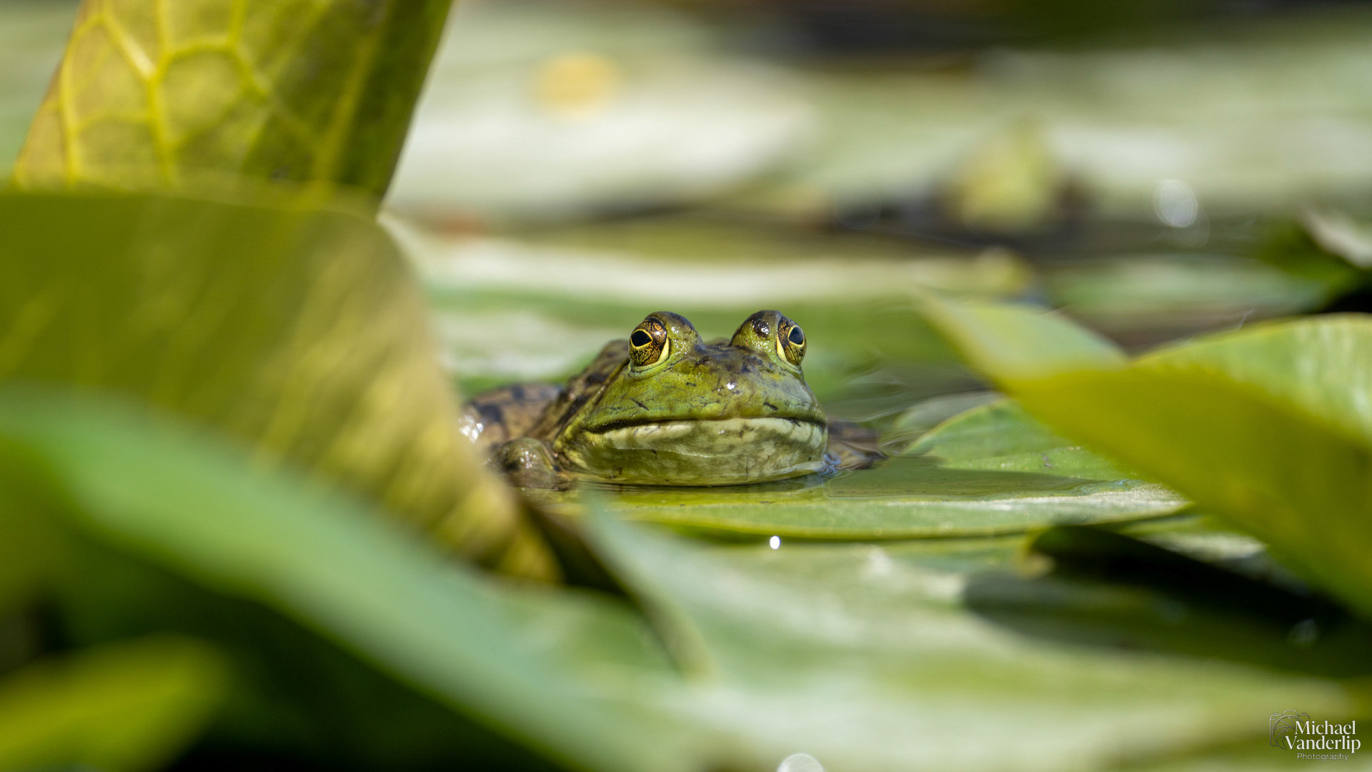 American Bullfrog along the Bear Creek Greenway near Talent, Oregon.