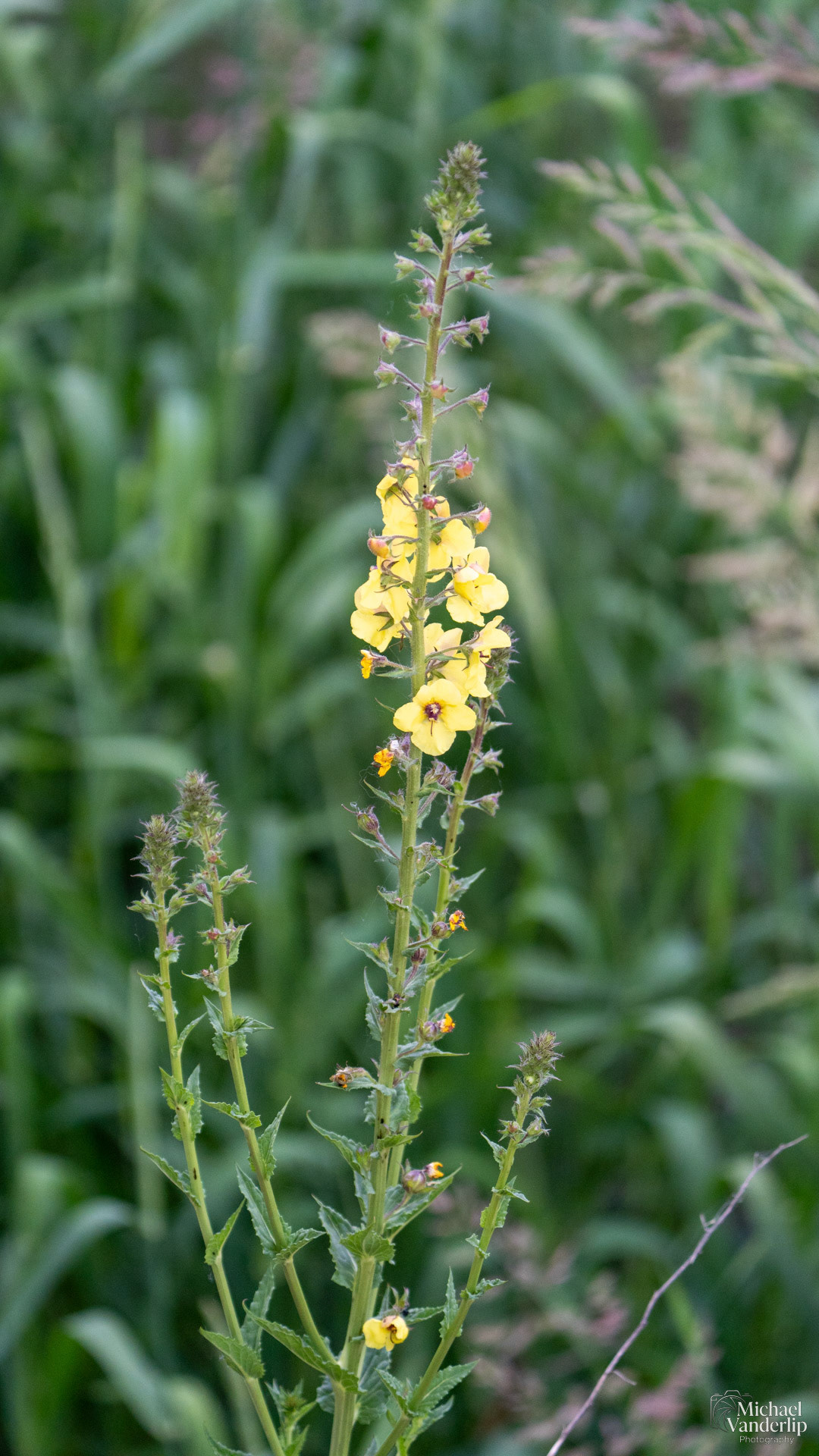 Moth Mullein along the Bear Creek Greenway near Talent, Oregon.