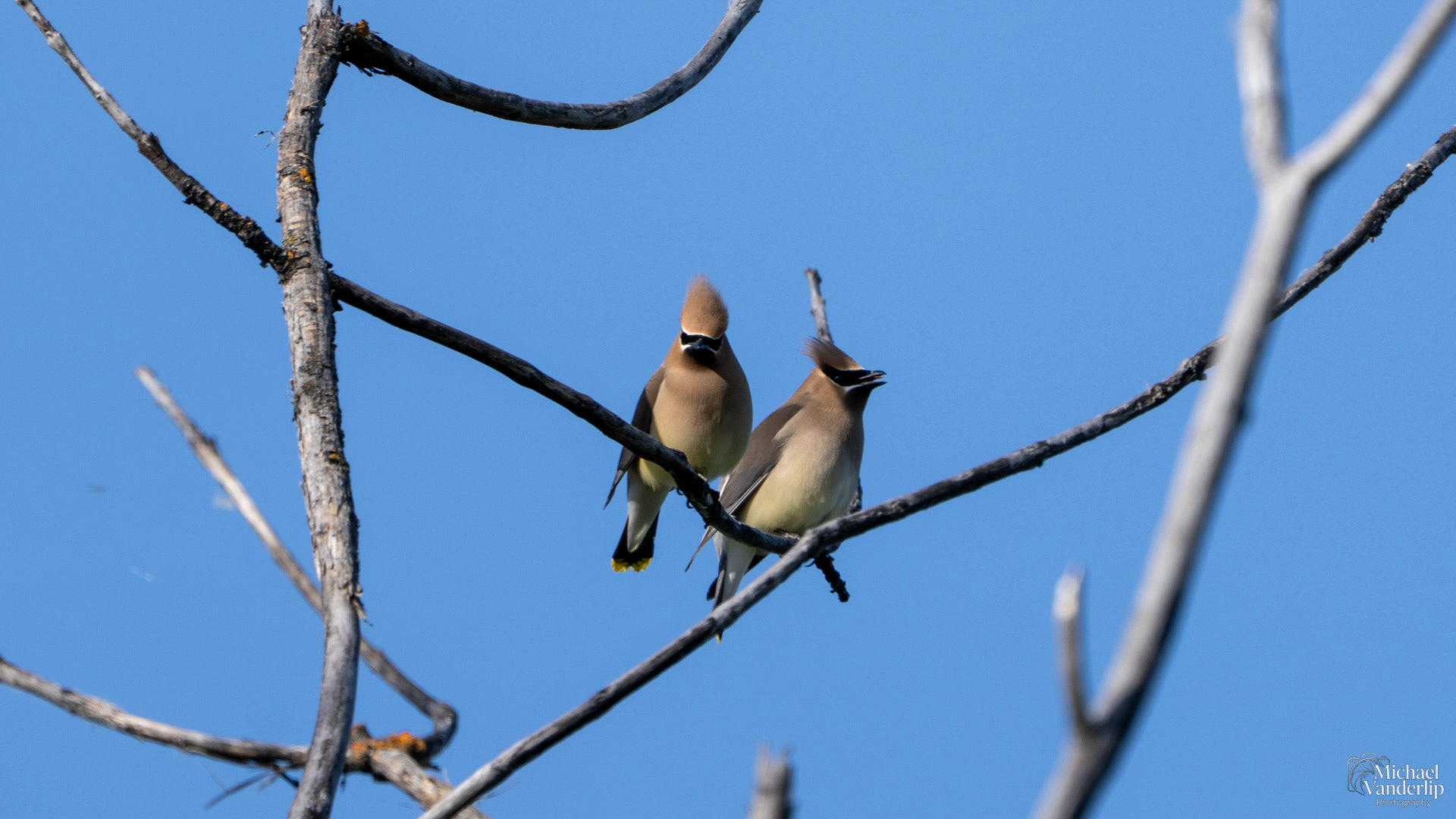 Cedar Waxwing along the Bear Creek Greenway near Talent, Oregon.