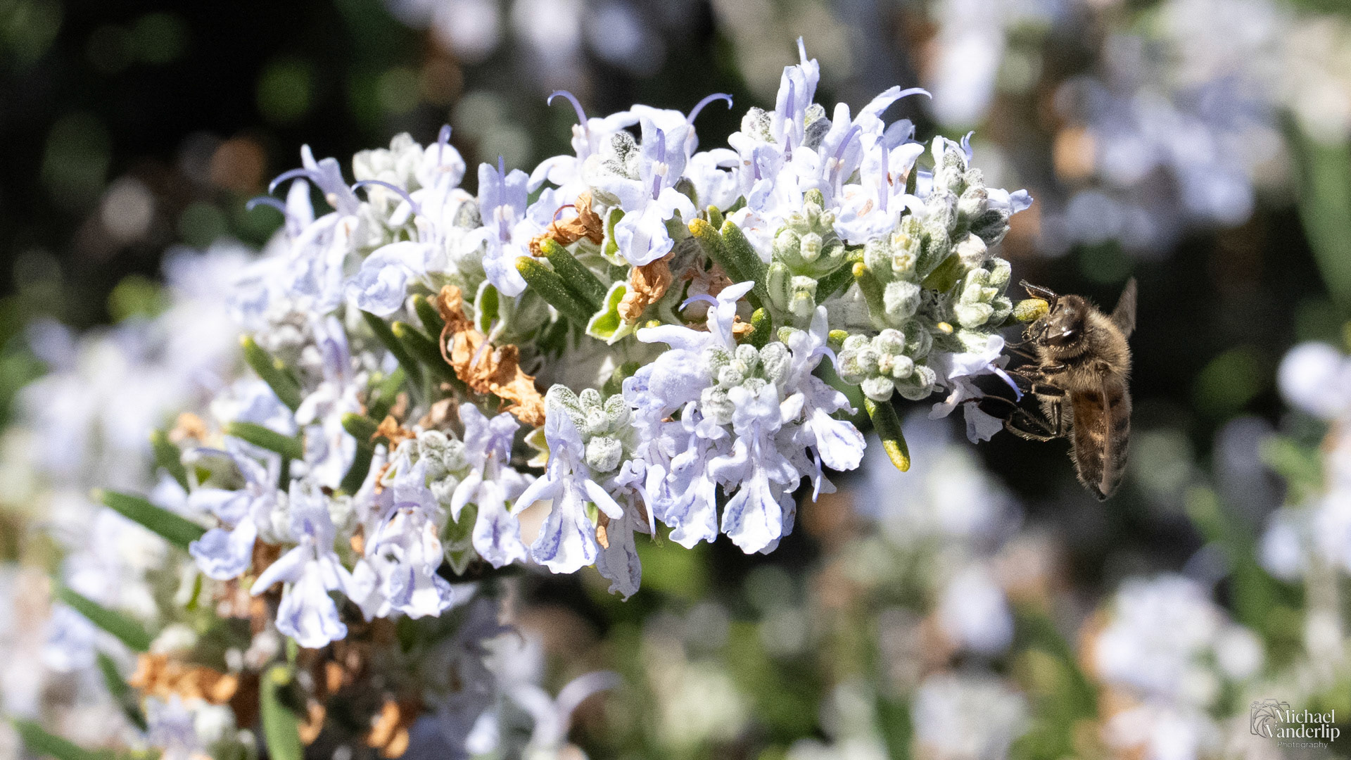 Honey Bee on a Rosemary Plant in Talent, Oregon.