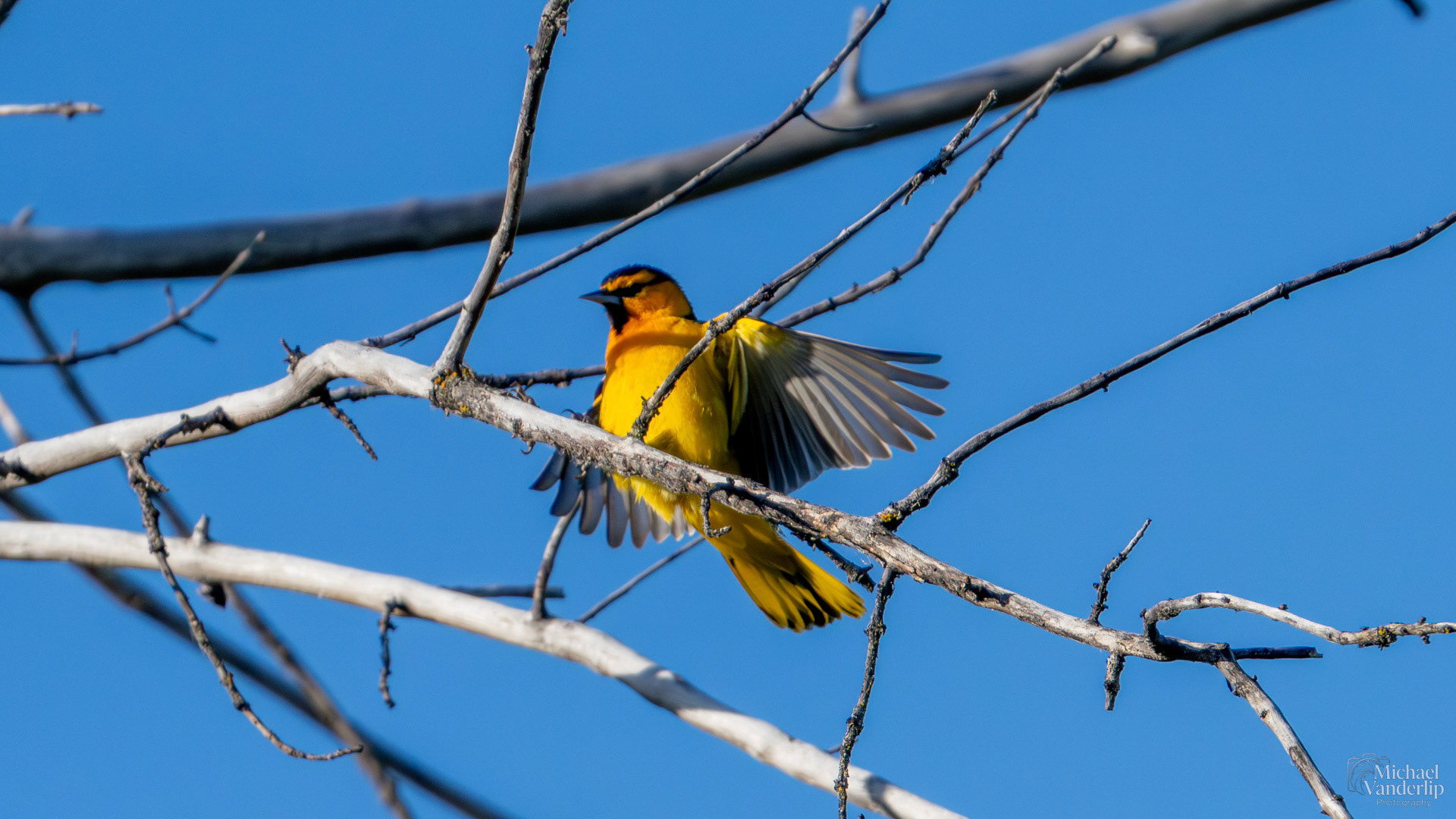 Bullock's Oriole along the Bear Creek Greenway near Talent, Oregon.