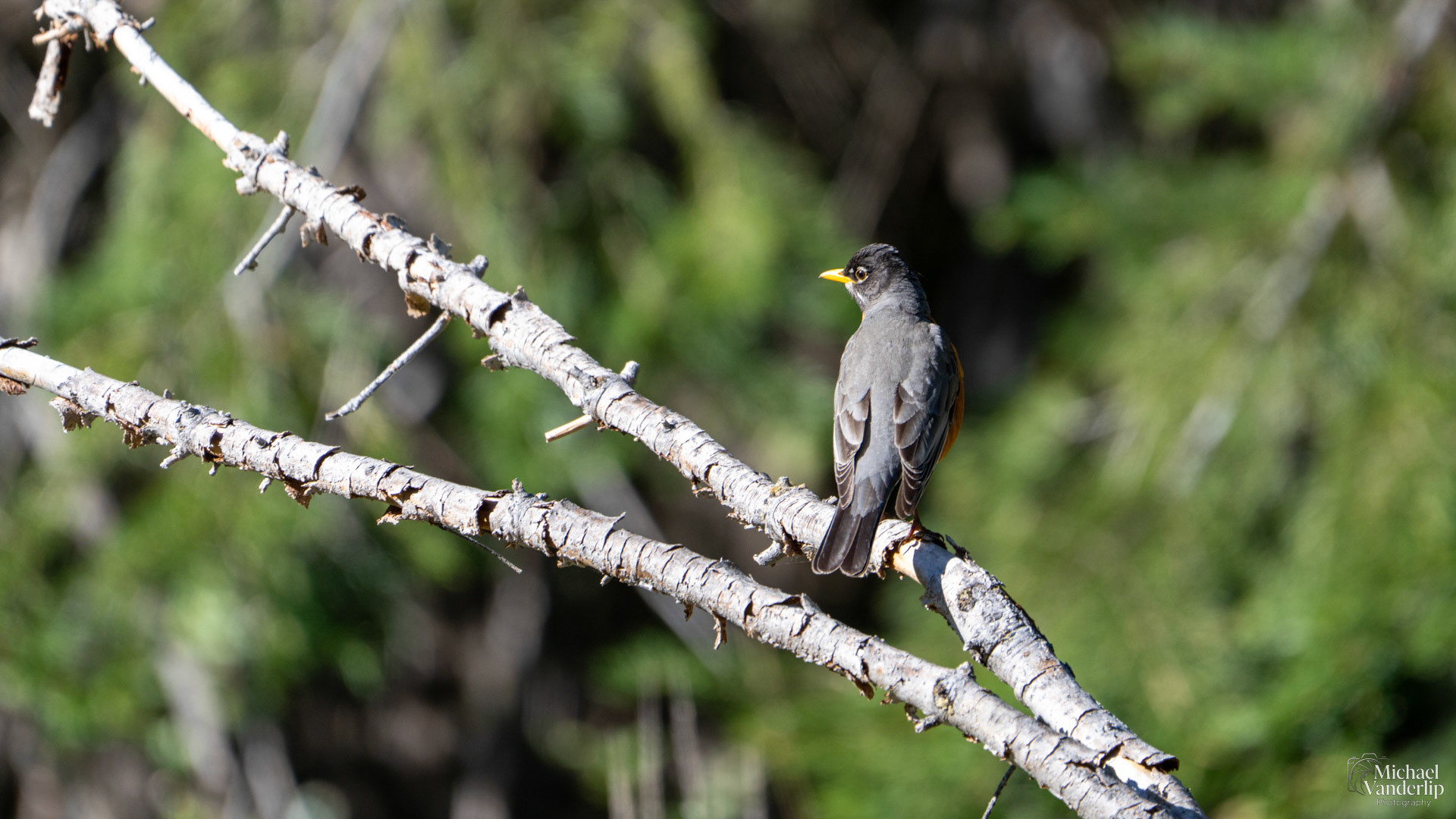 American Robin along the Wagner Butte Trail near Talent, Oregon.