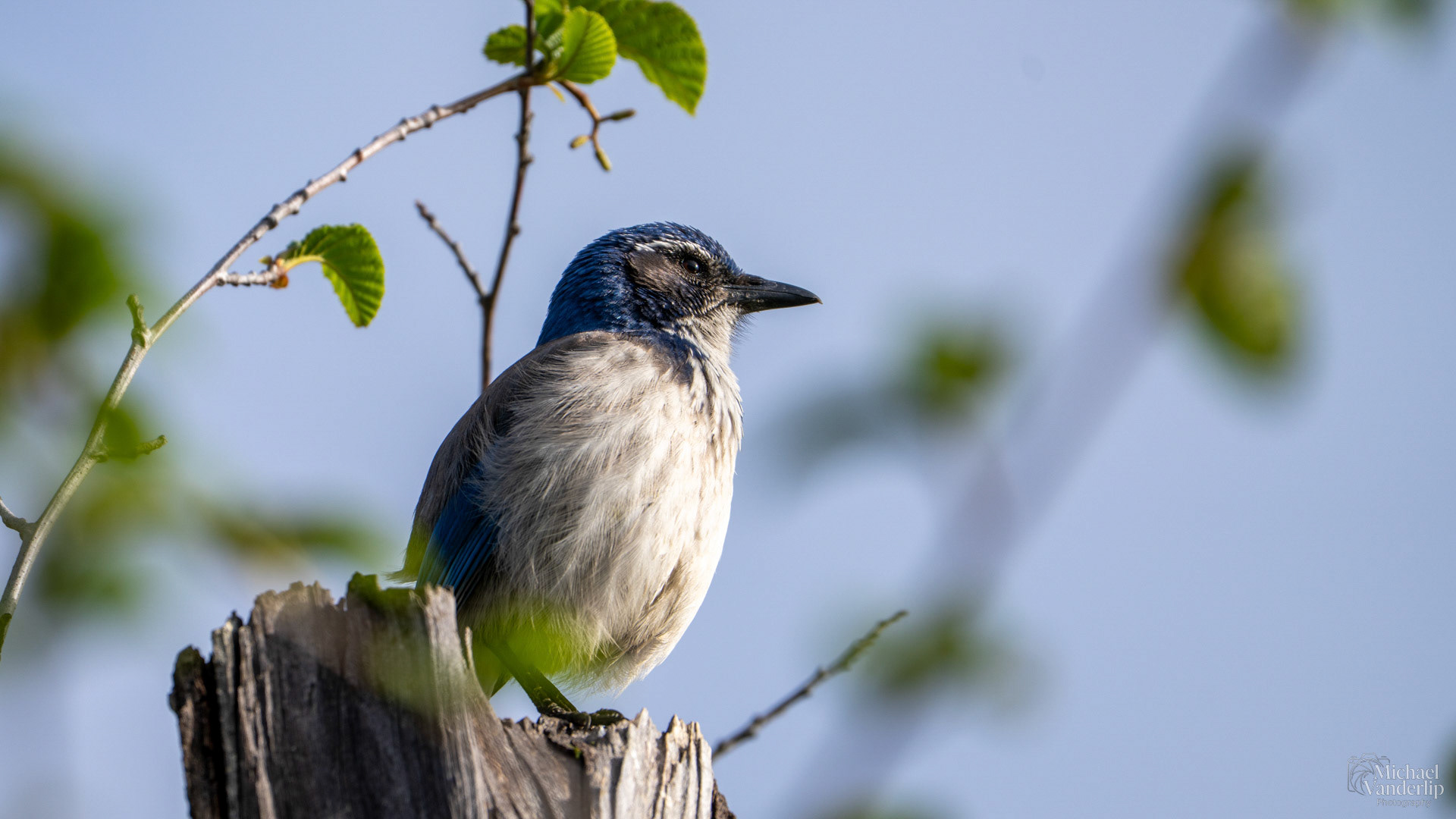 California Scrub Jay along the Bear Creek Greenway near Talent, Oregon.