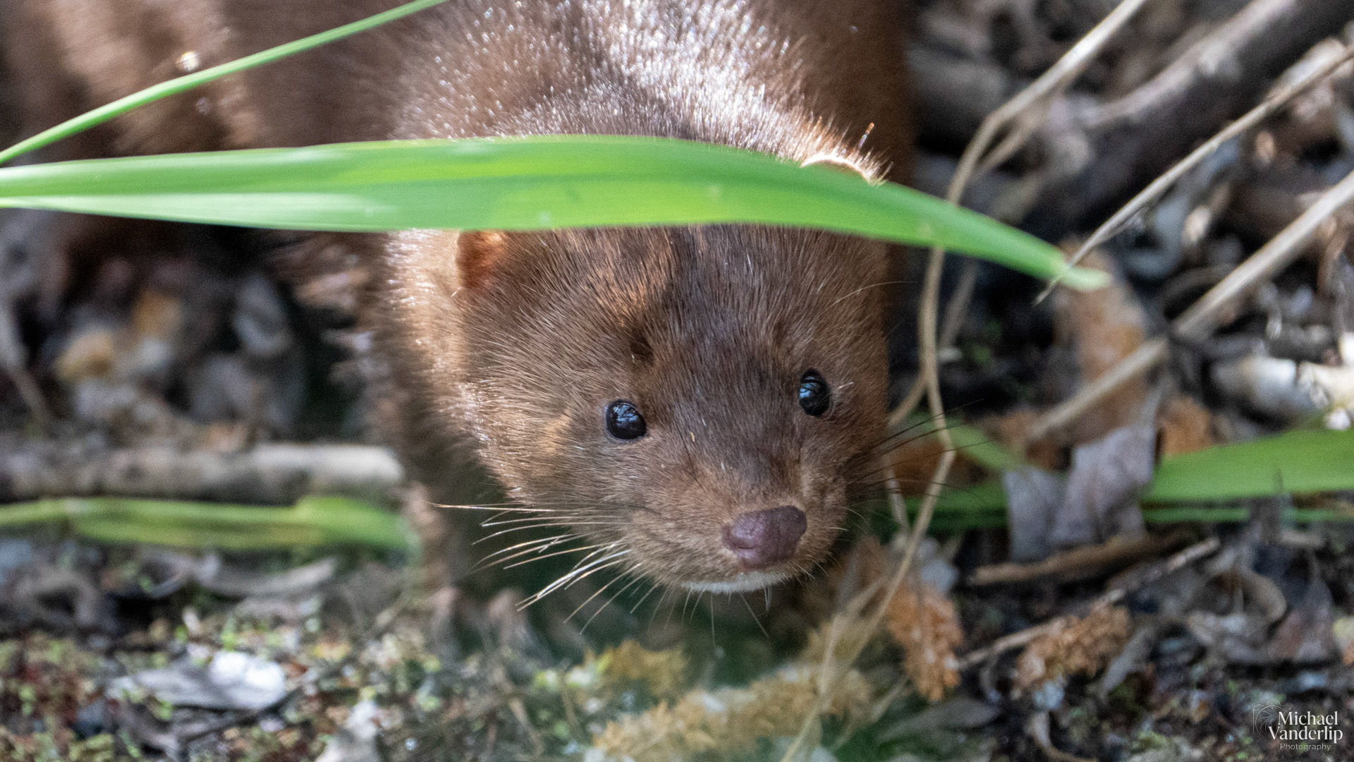 American Mink along the Bear Creek Greenway near Talent, Oregon.