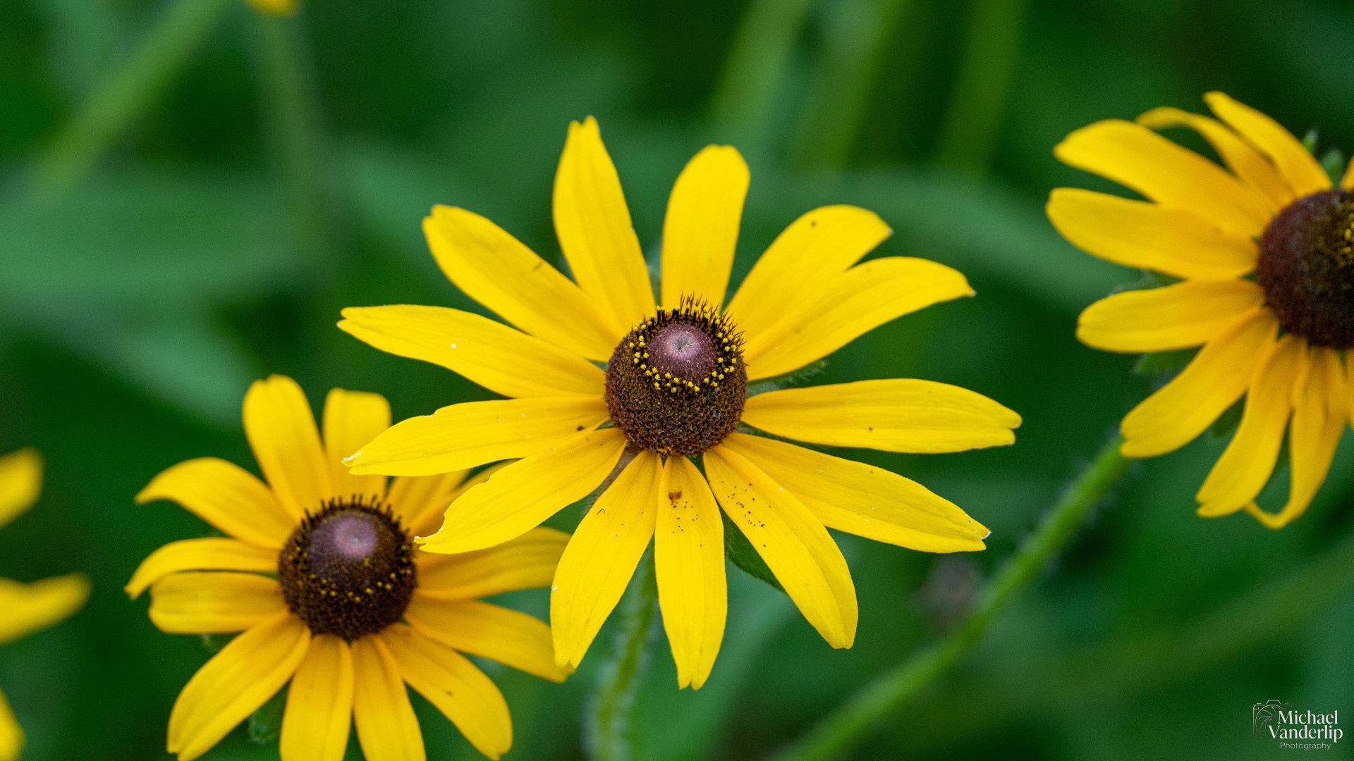 Black-Eyed Susan in Broken Arrow, Oklahoma.