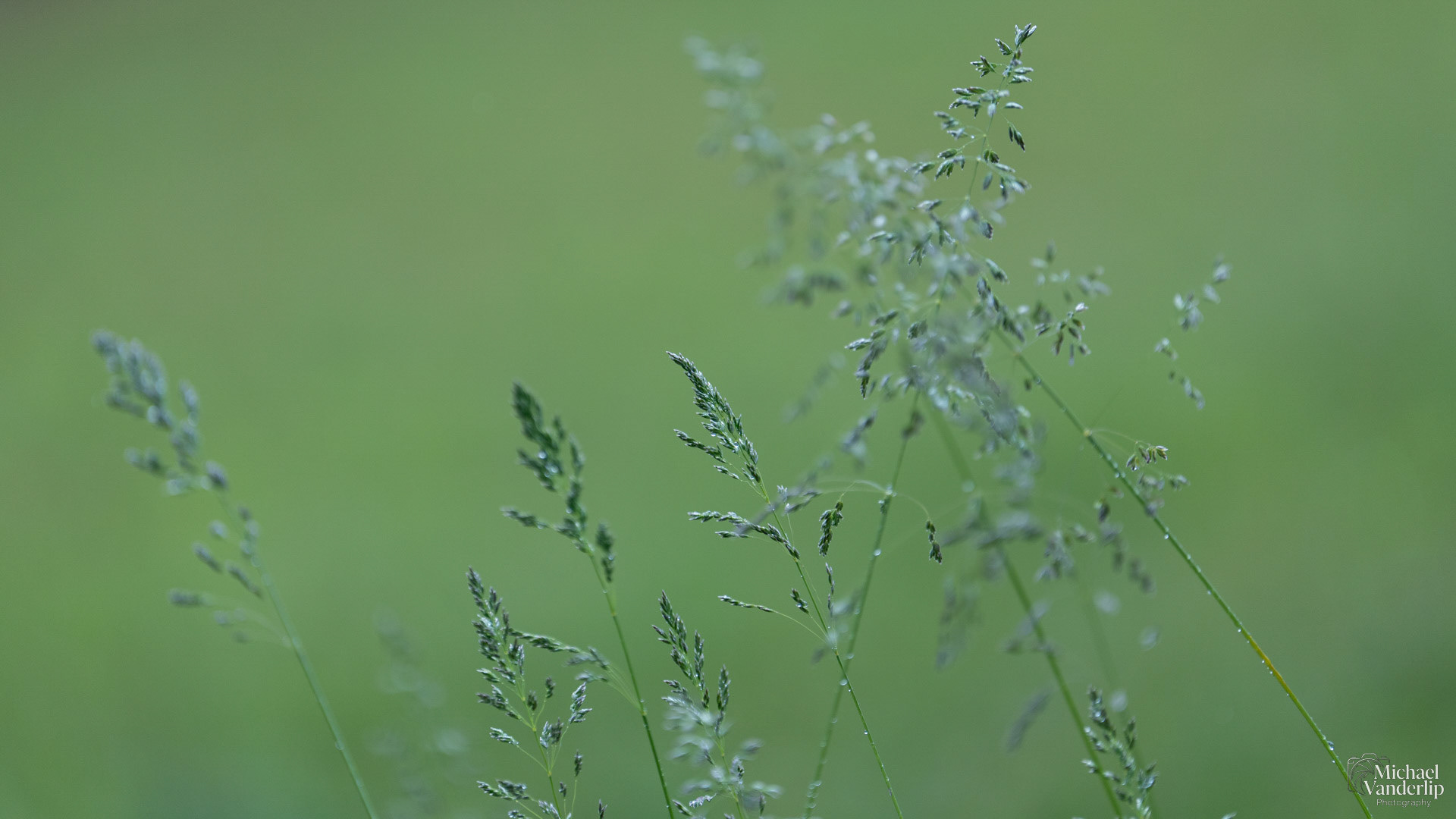 Kentucky Bluegrass along the Bear Creek Greenway near Talent, Oregon.