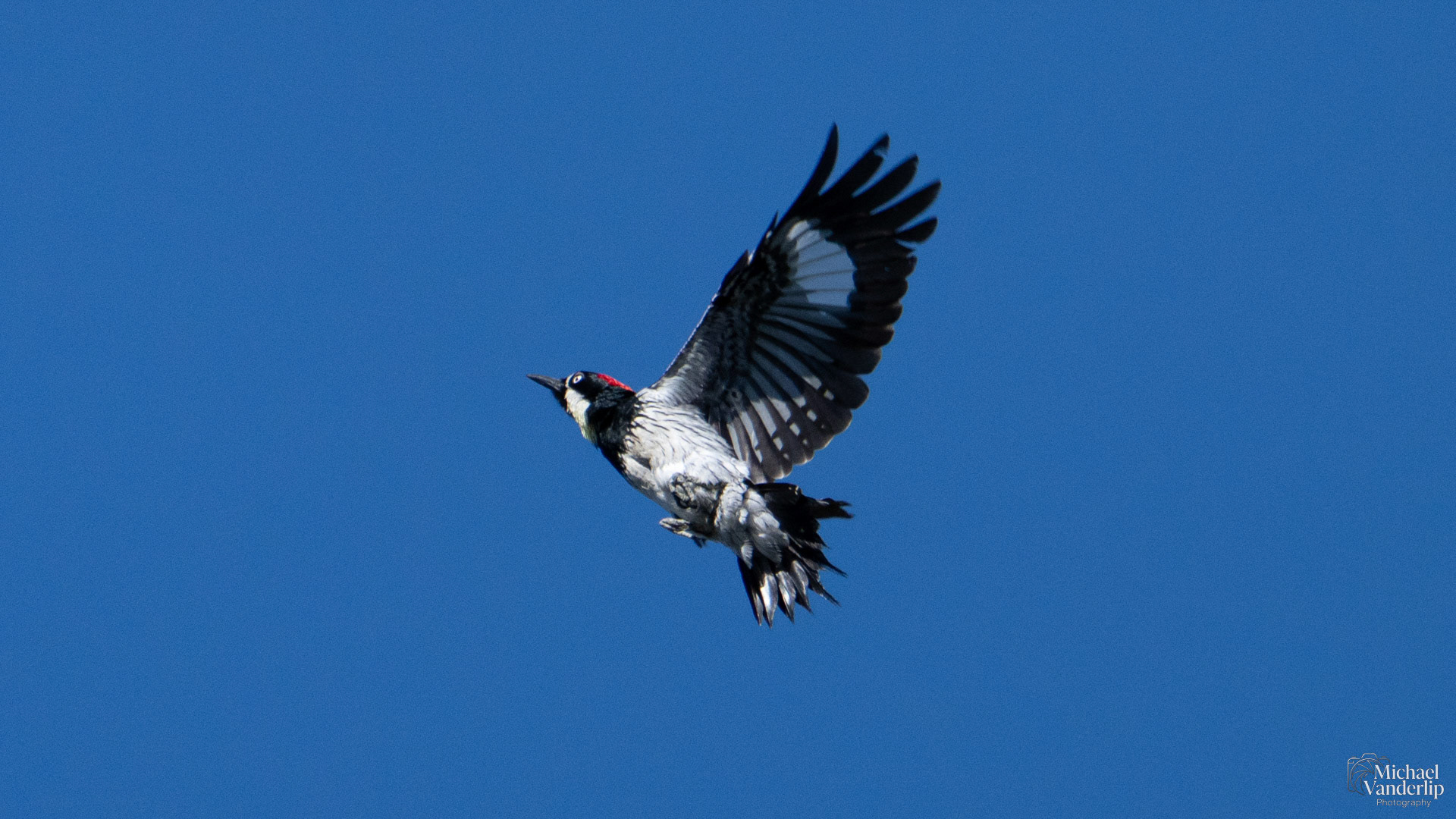 Acorn Woodpecker along the Roxy Ann Trail, Medford, Oregon.