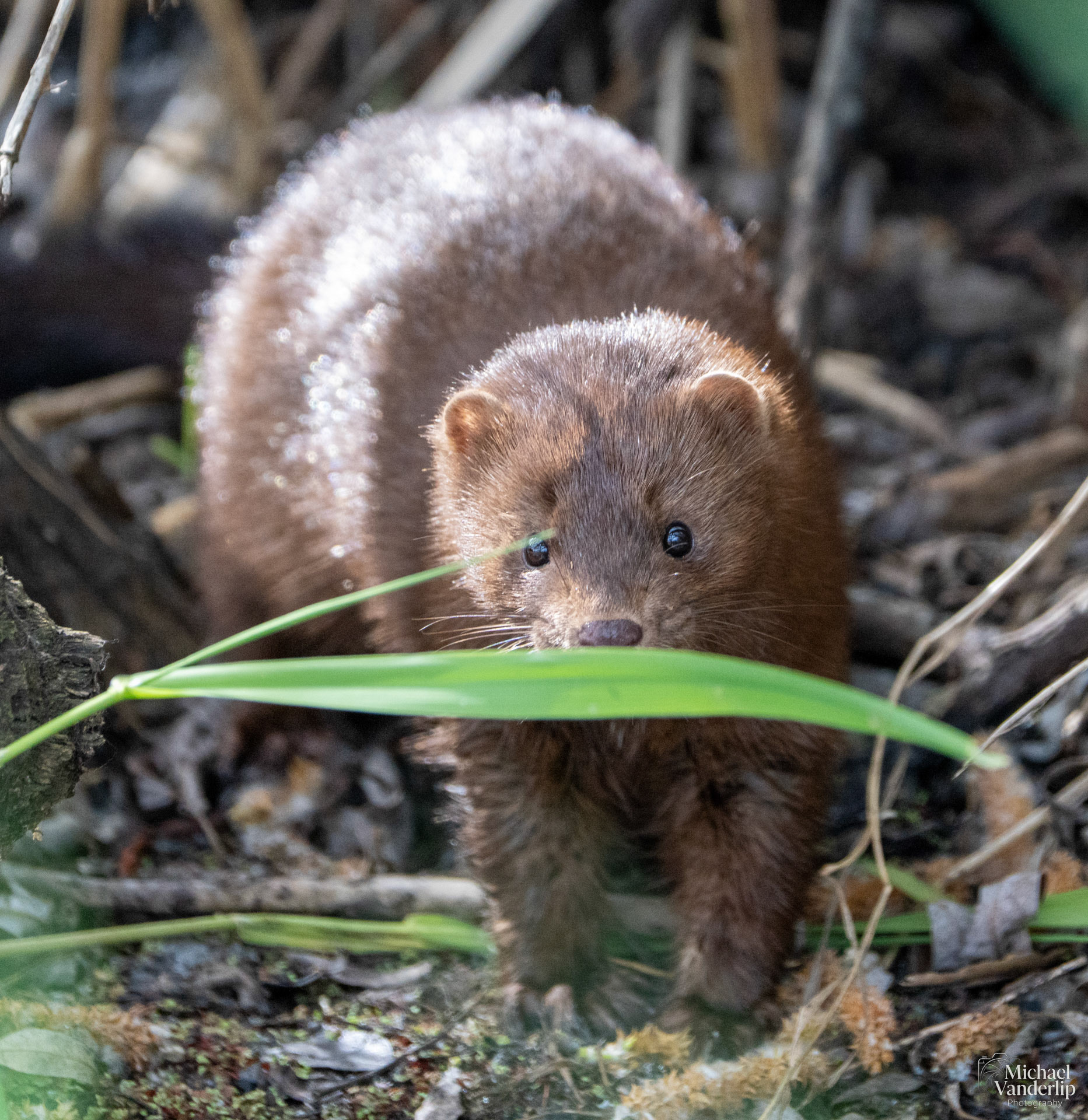 American Mink along the Bear Creek Greenway near Talent, Oregon.