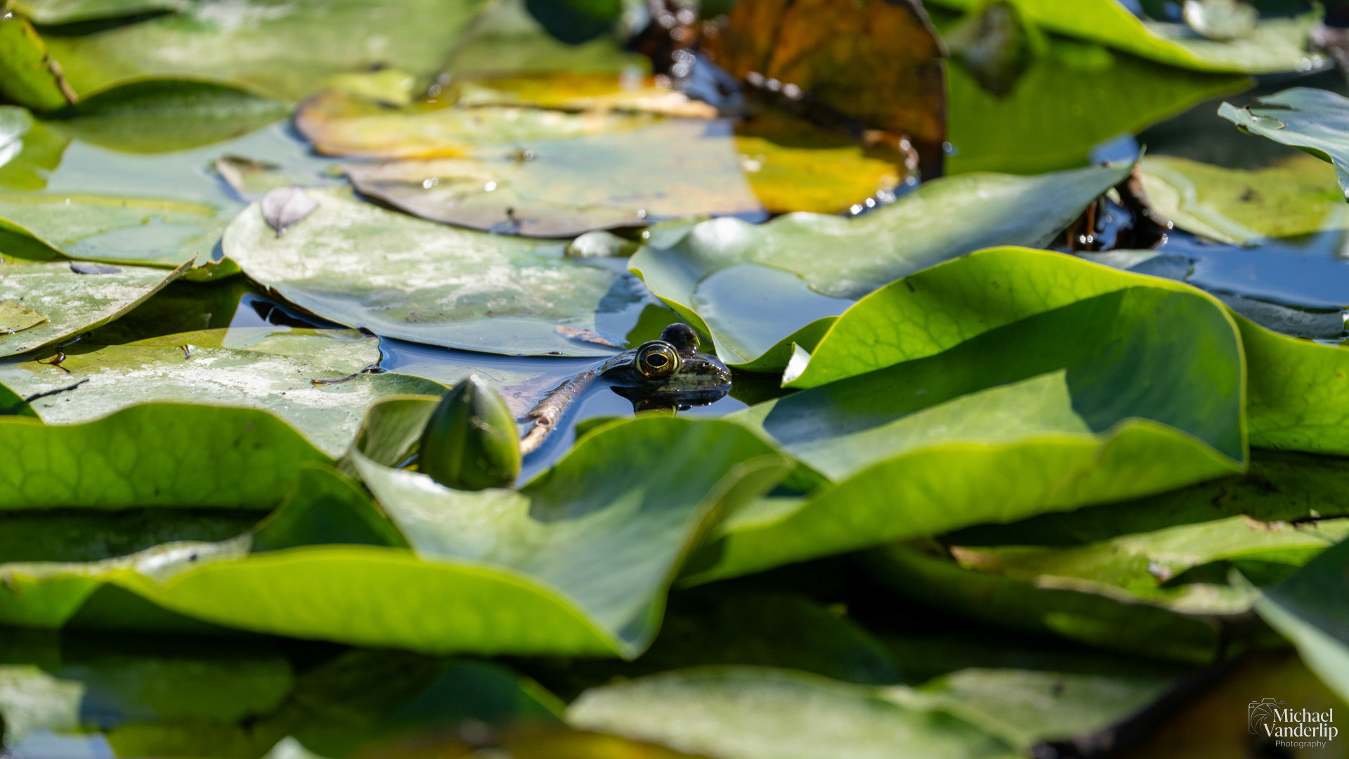 American Bullfrog along the Bear Creek Greenway near Talent, Oregon.