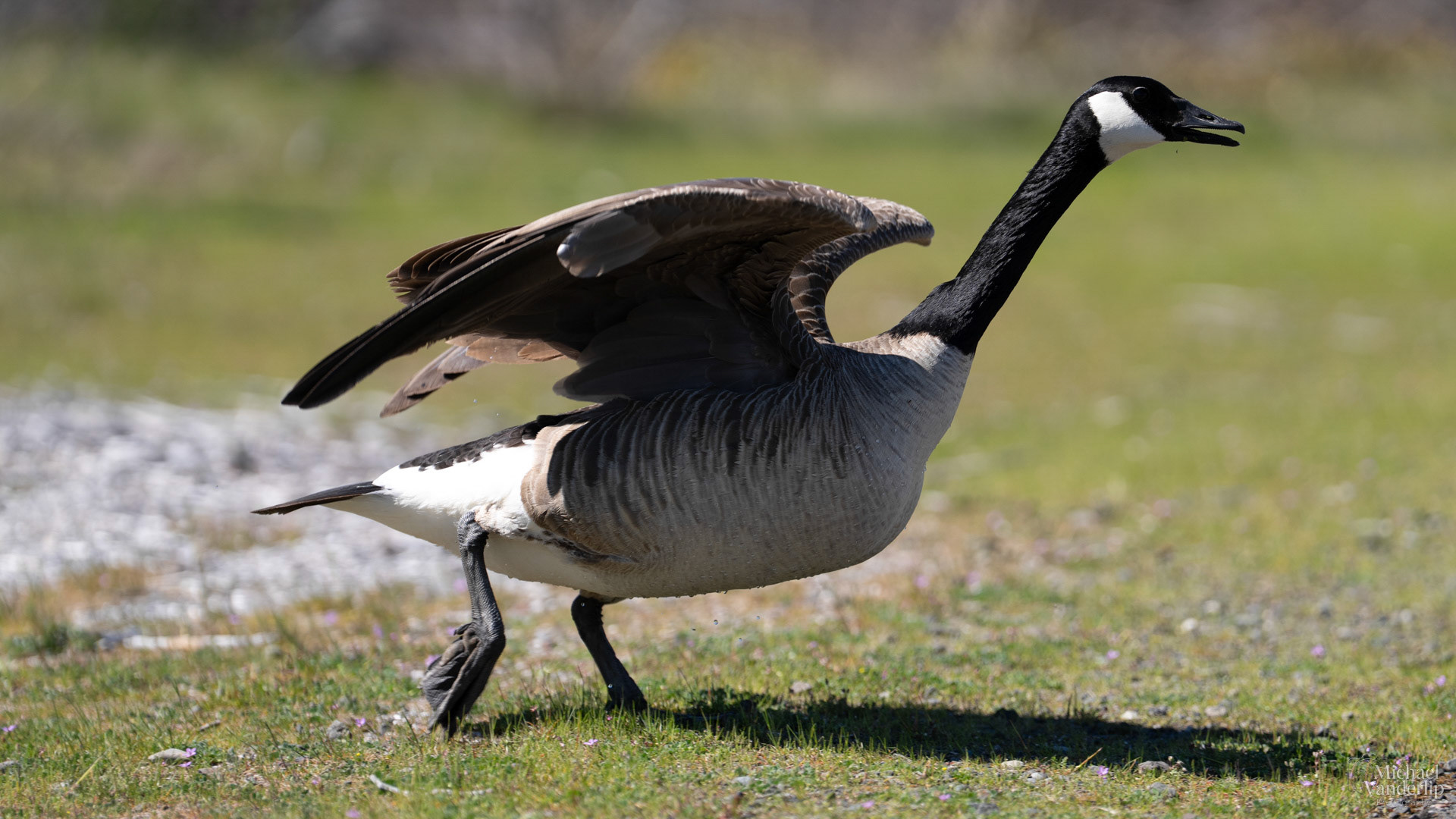 Canada Goose along the Bear Creek Greenway near Talent, Oregon.
