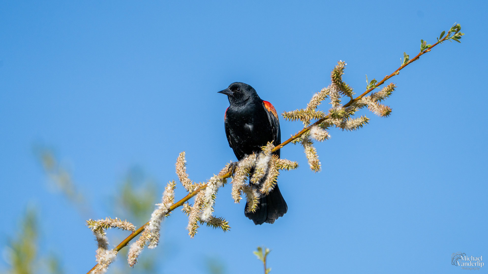 Red Winged Black Bird along the Bear Creek Greenway near Talent, Oregon.