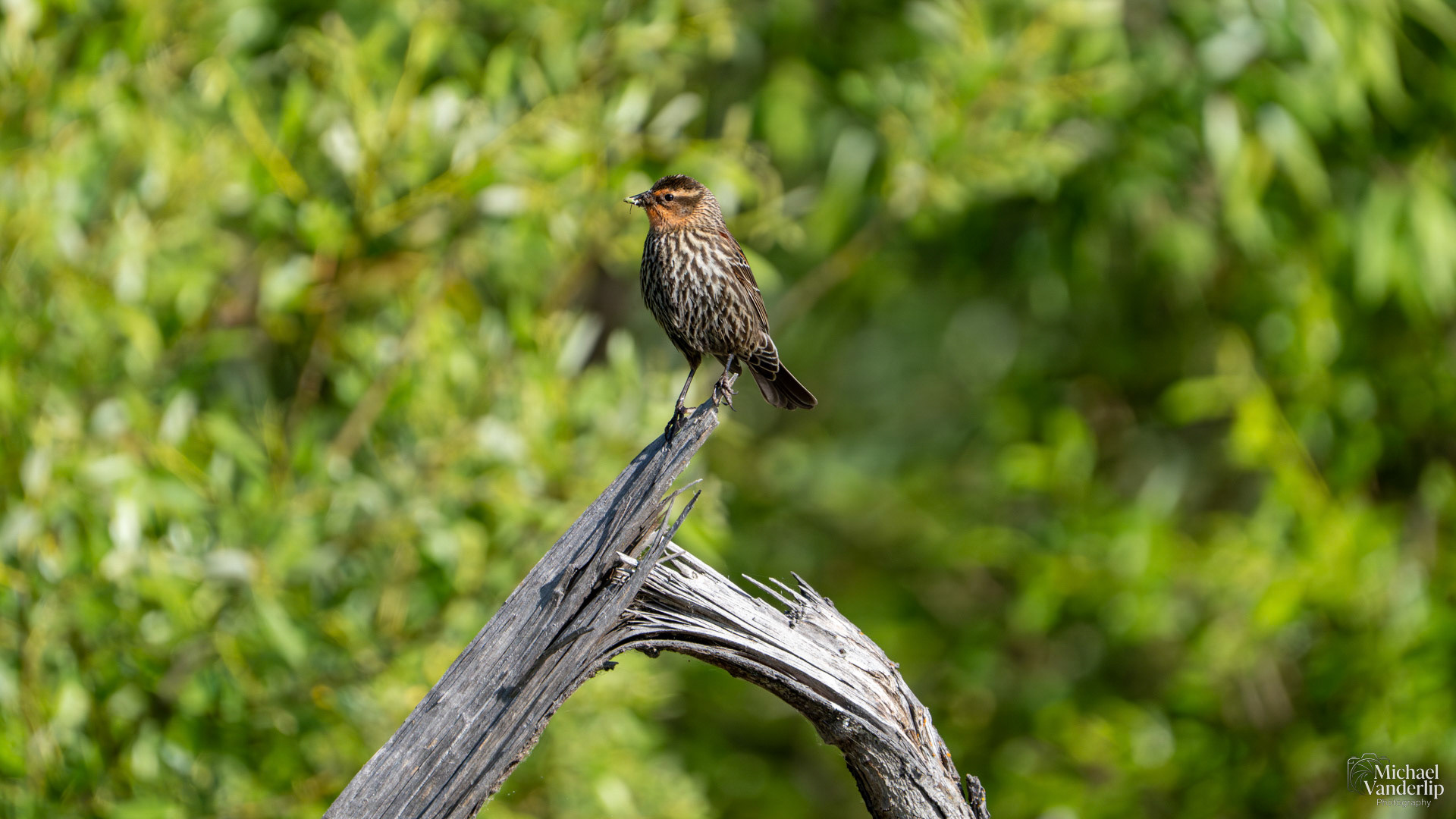 Red-Winged Black Bird along the Bear Creek Greenway near Talent, Oregon.