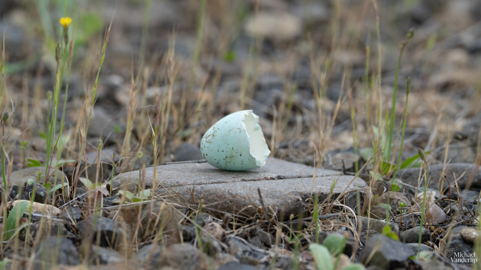 Bird Egg, possibly of a Red WInged Black Bird, along the Bear Creek Greenway near Talent, Oregon.