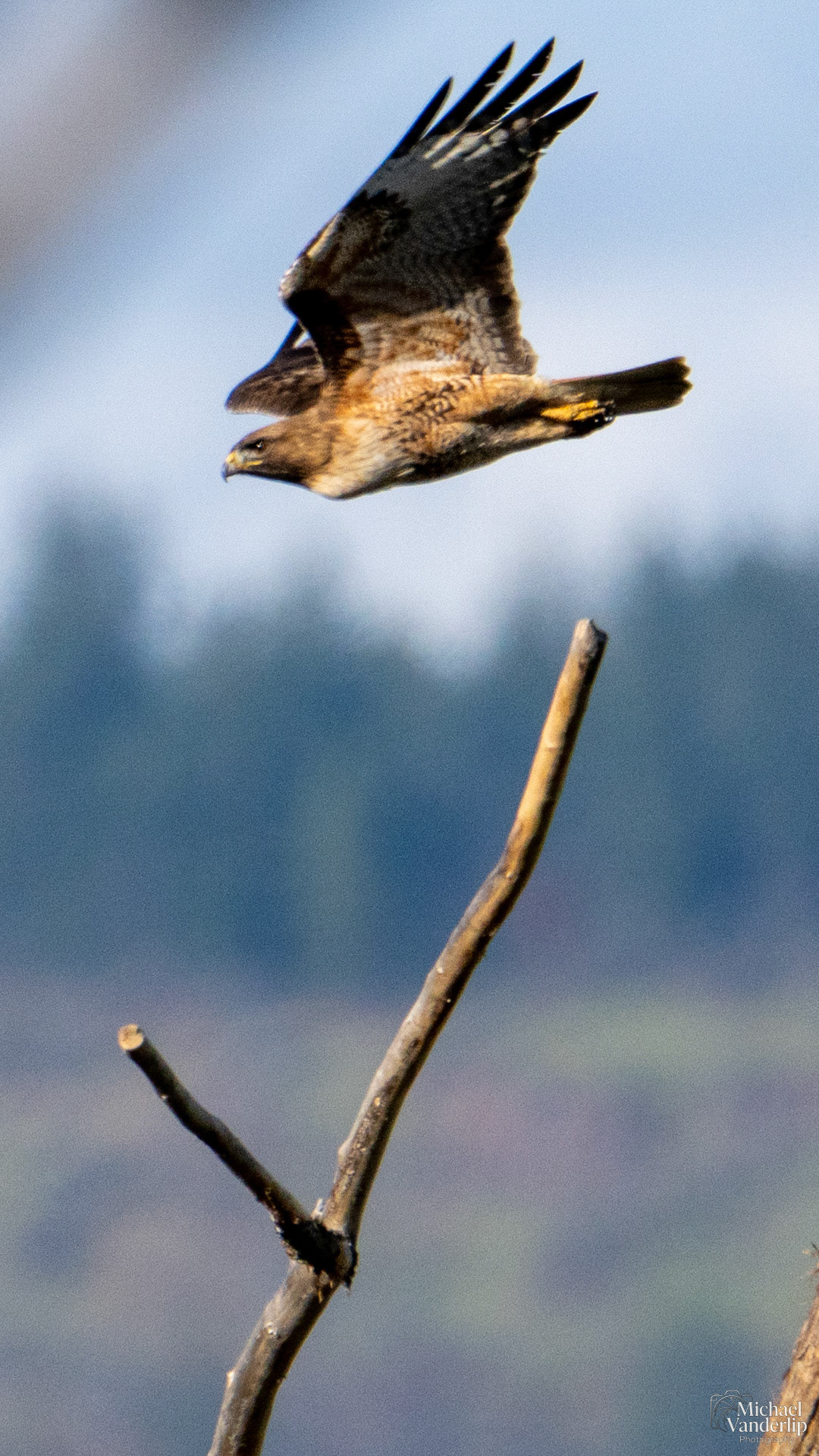 Red-Tailed Hawk along the Bear Creek Greenway near Talent, Oregon.