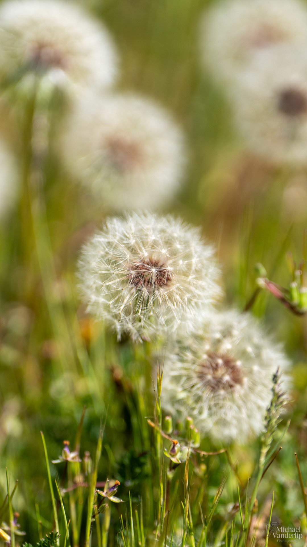 Dandelion along the Bear Creek Greenway near Talent, Oregon.