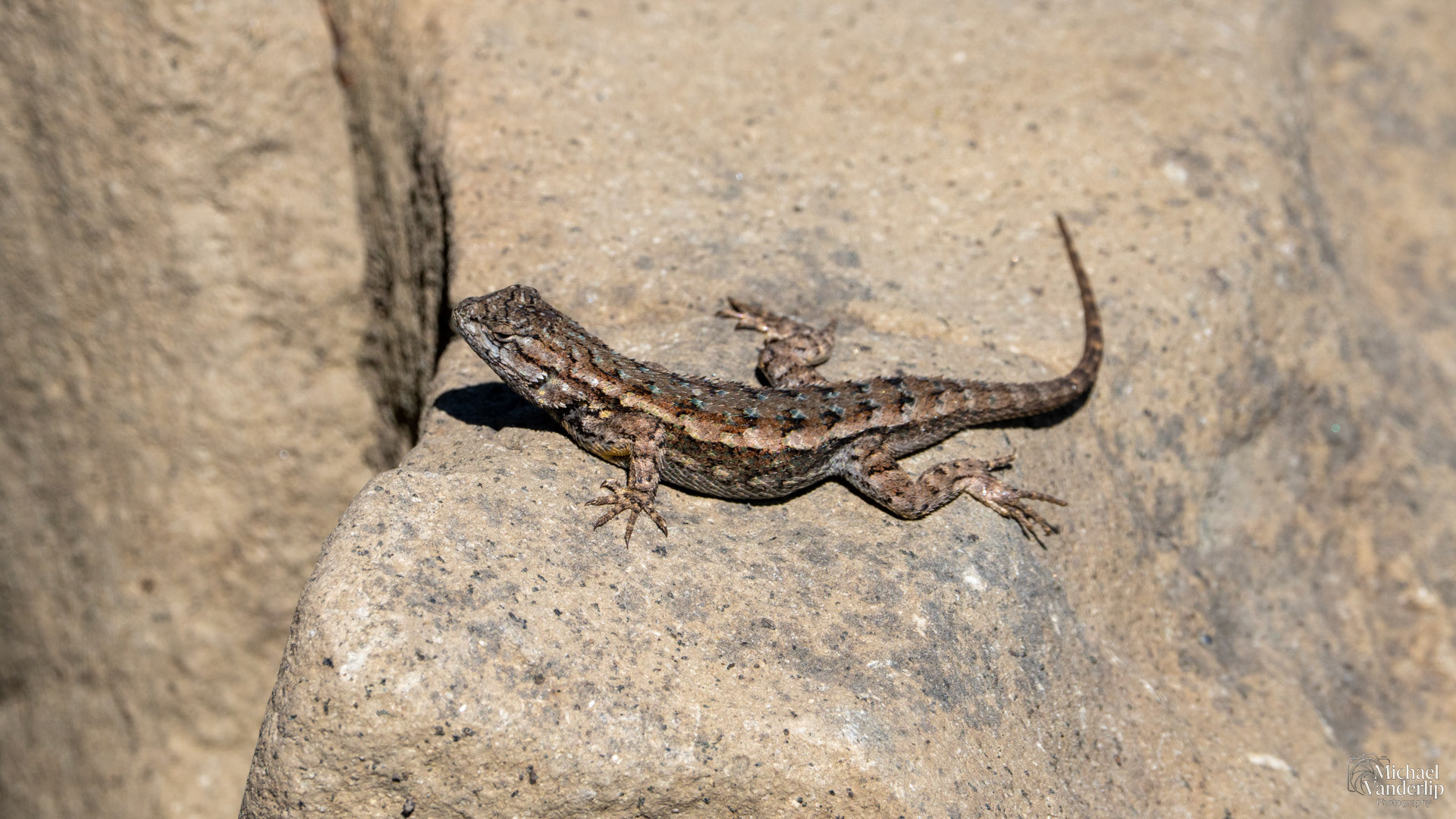 Western Fence Lizard along the Upper Table Rock Trail, Central Point, Oregon.