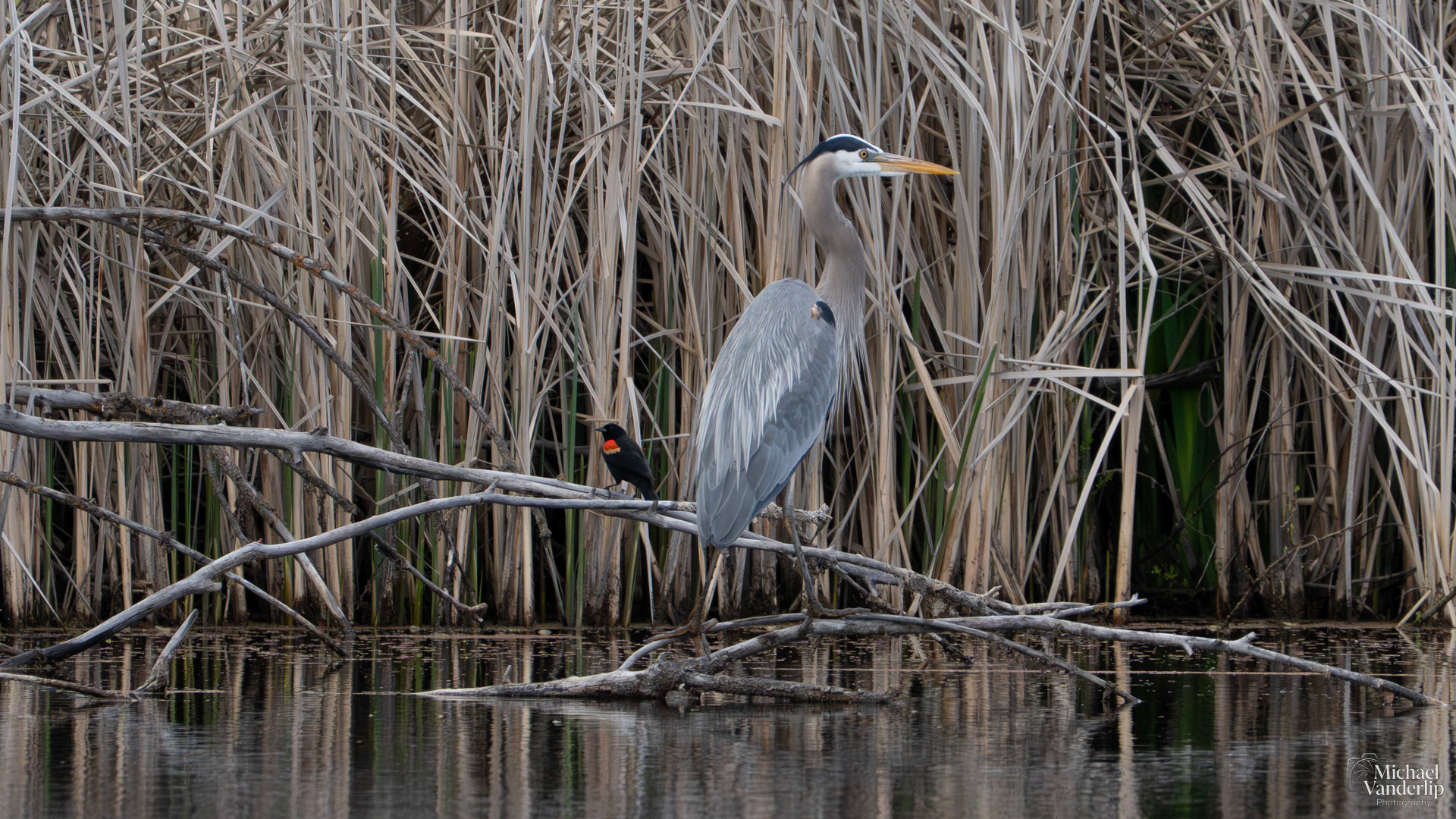 Great Blue Heron and Red Winged Black Bird along the Bear Creek Greenway near Talent, Oregon.