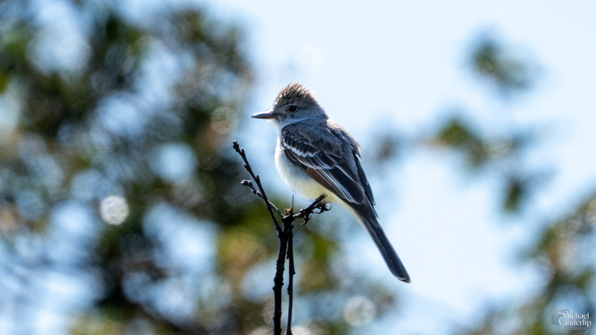 Ash-Throated Flycatcher along the Upper Table Rock Trail, Central Point, Oregon.