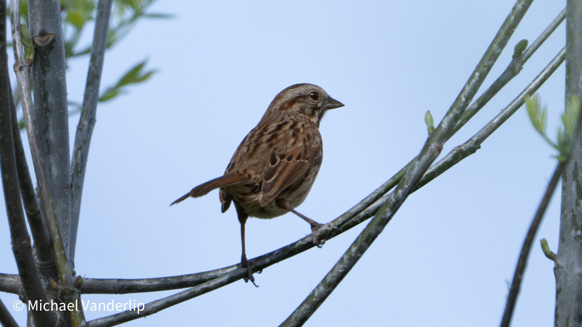 Song Sparrow along the Bear Creek Greenway near Talent, Oregon.