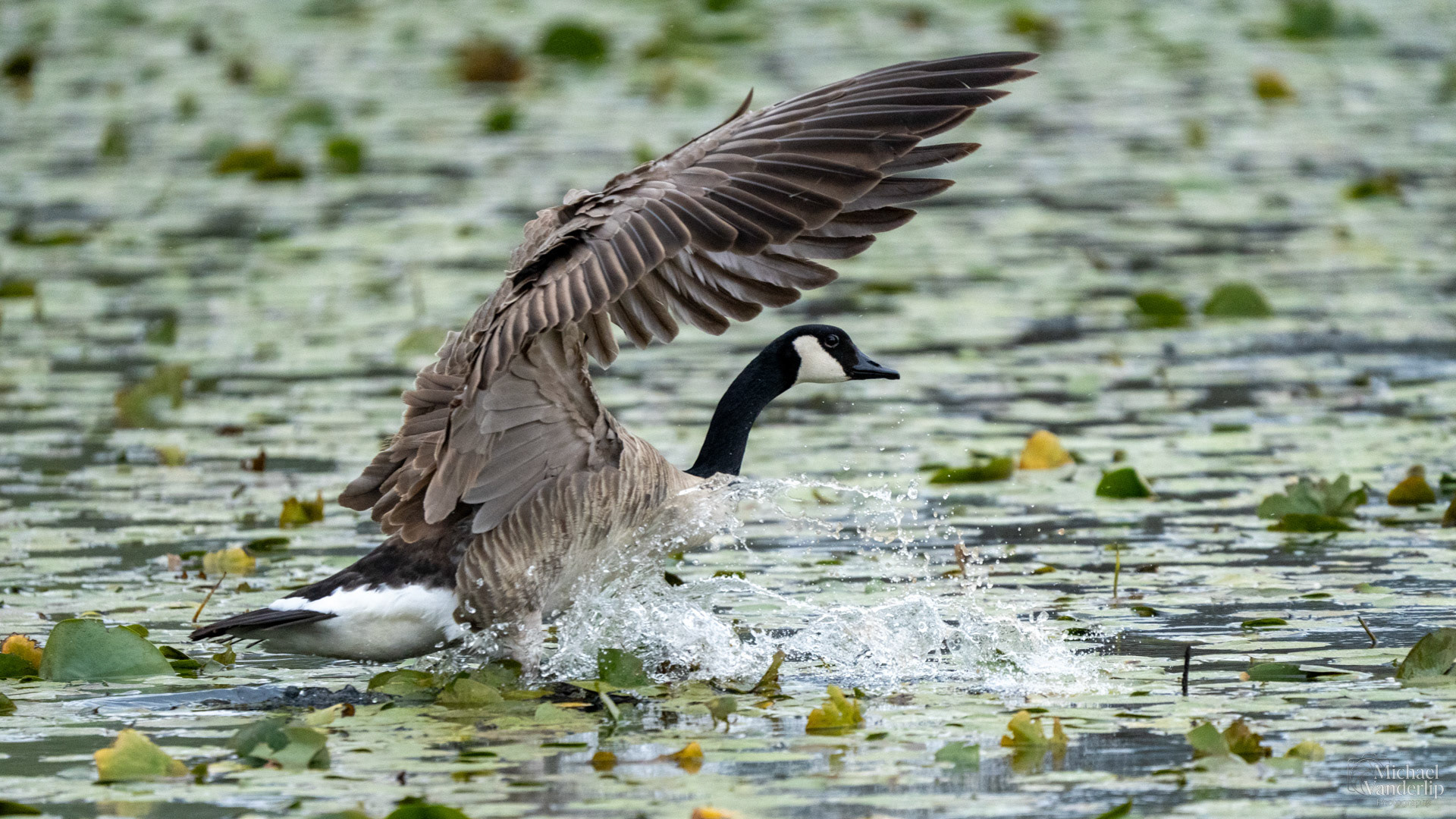 Canada Goose along the Bear Creek Greenway near Talent, Oregon.
