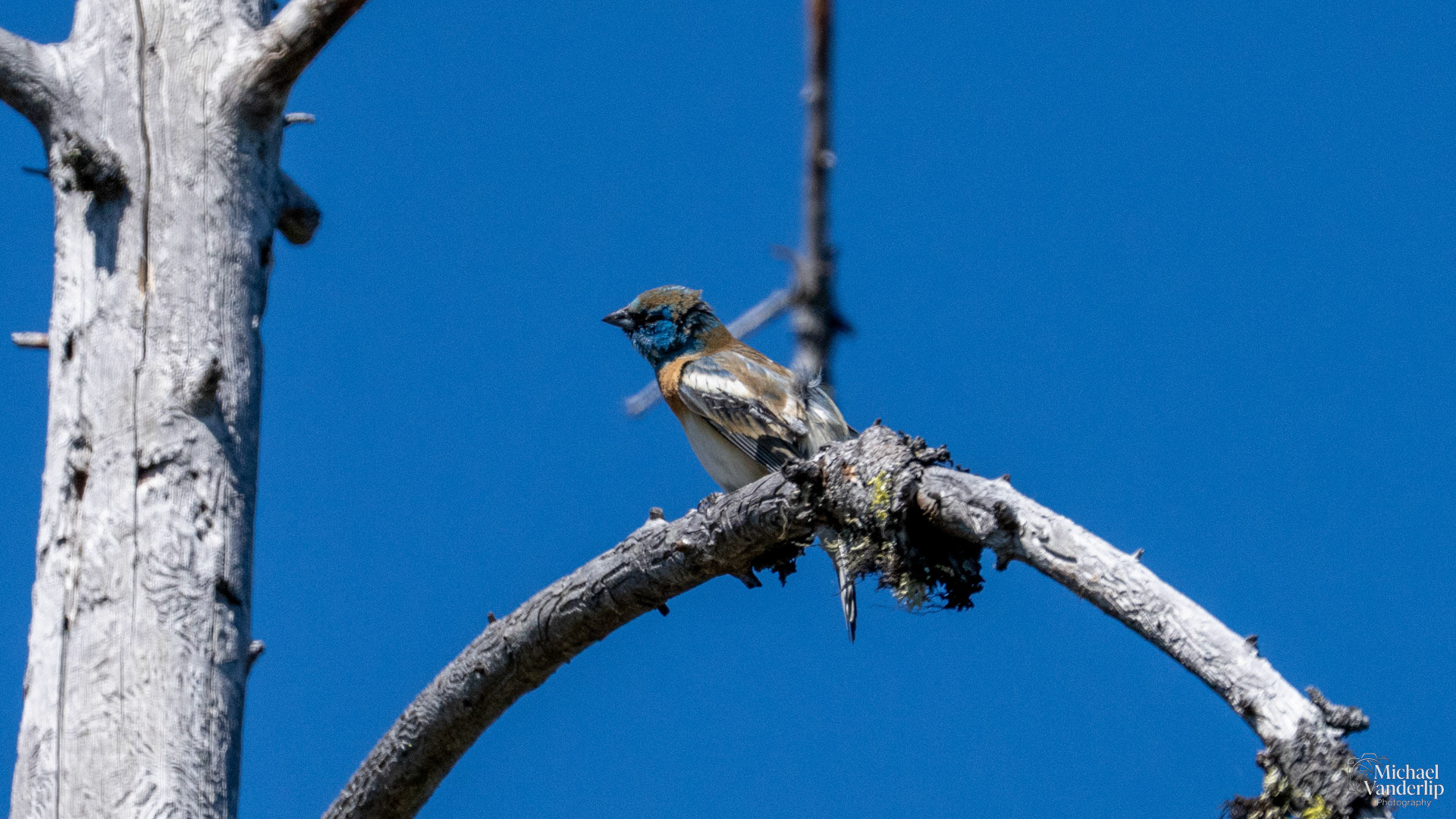 Lazuli Bunting along the Roxy Ann Trail, Medford, Oregon.